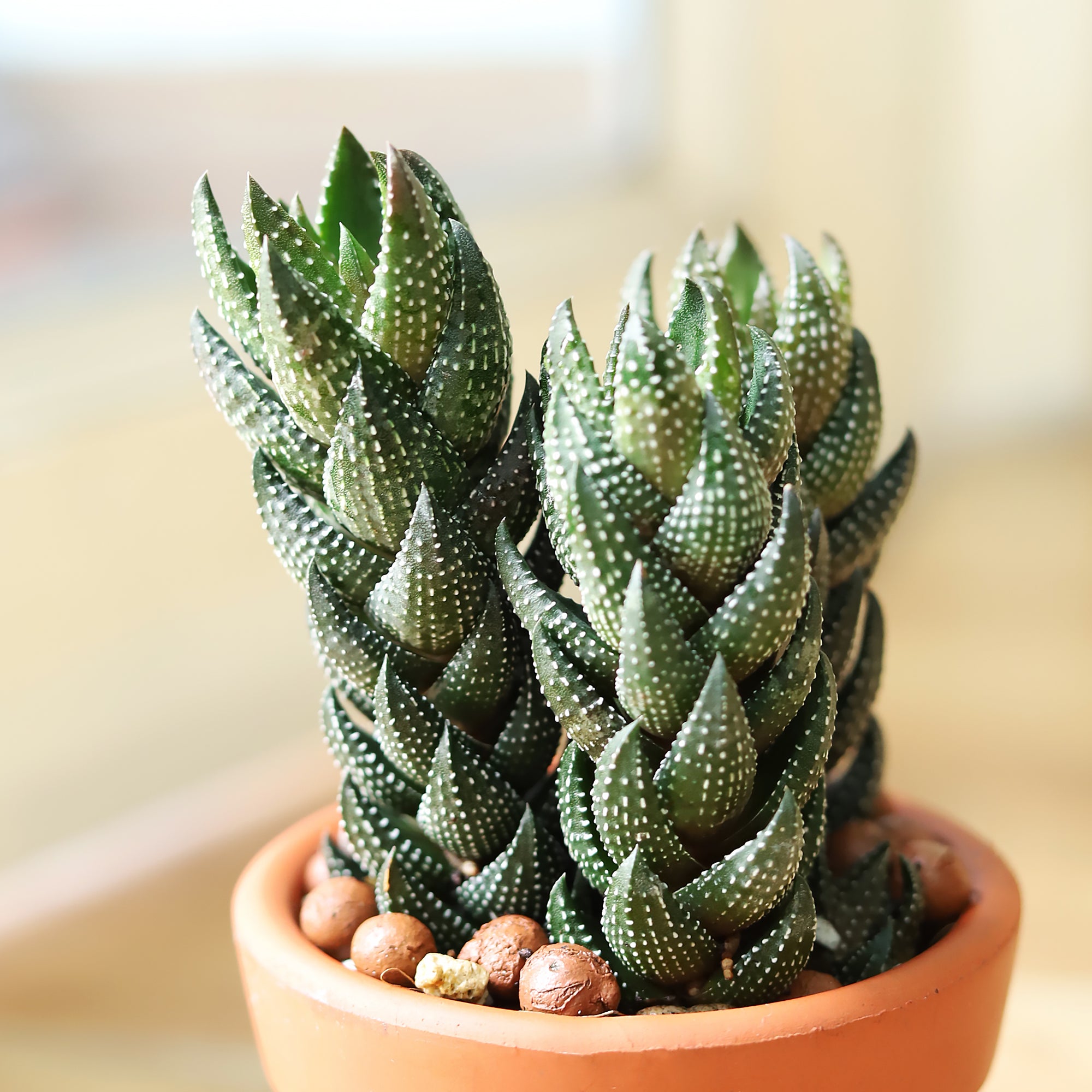 Haworthia African Pearls succulent in terracotta pot, Christmas succulent gift ideas