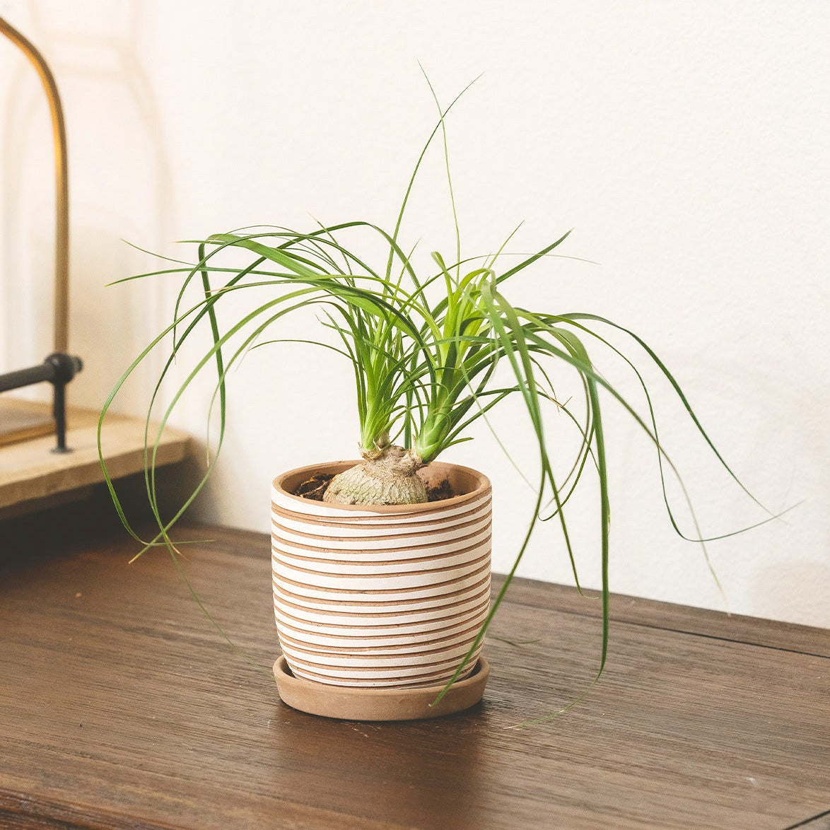 best online nursery california, Ponytail Palm plant in decorative planter, Indoor plant decor ideas