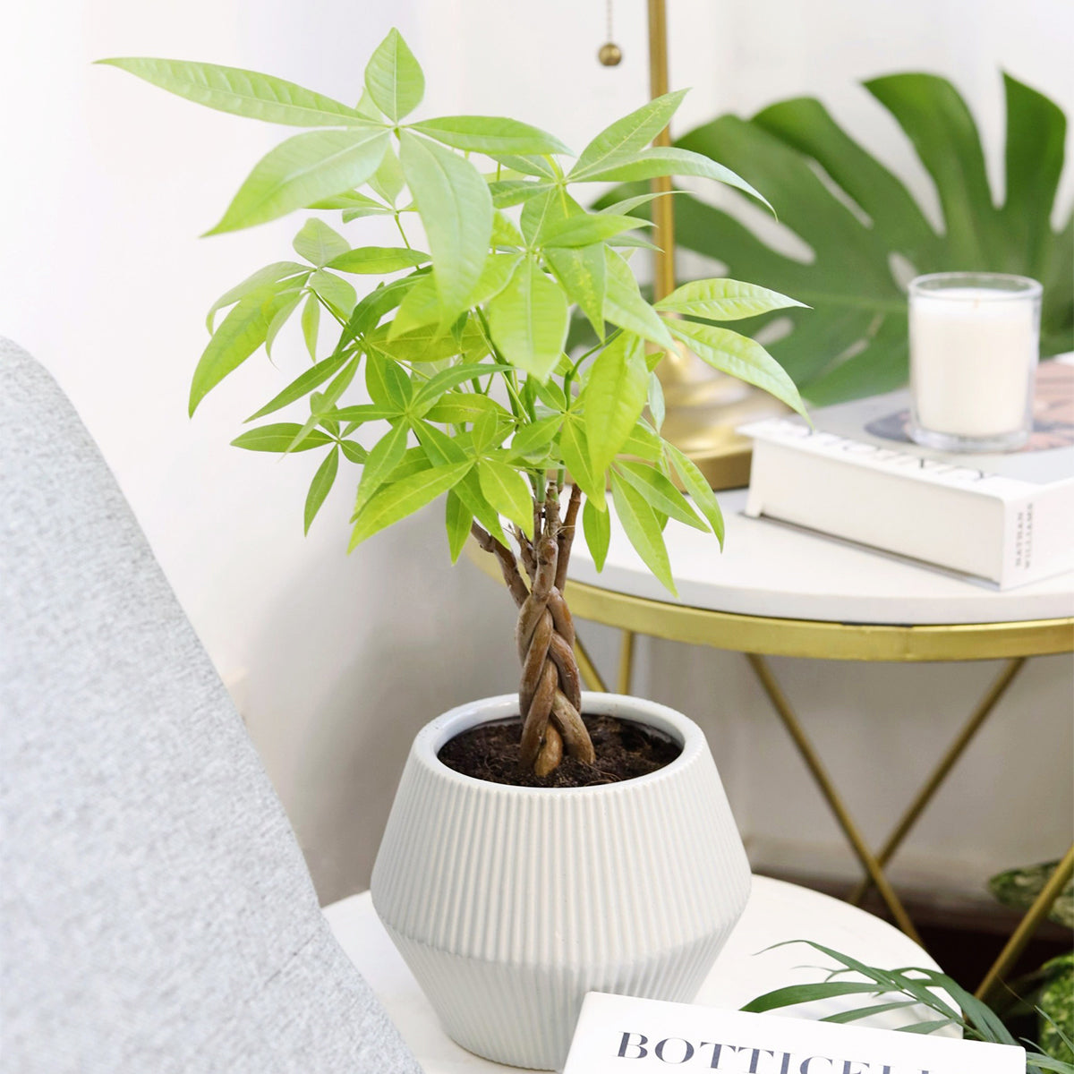 pachira money tree, money tree near me, braided money tree, money tree light requirements, best place to buy indoor plants online