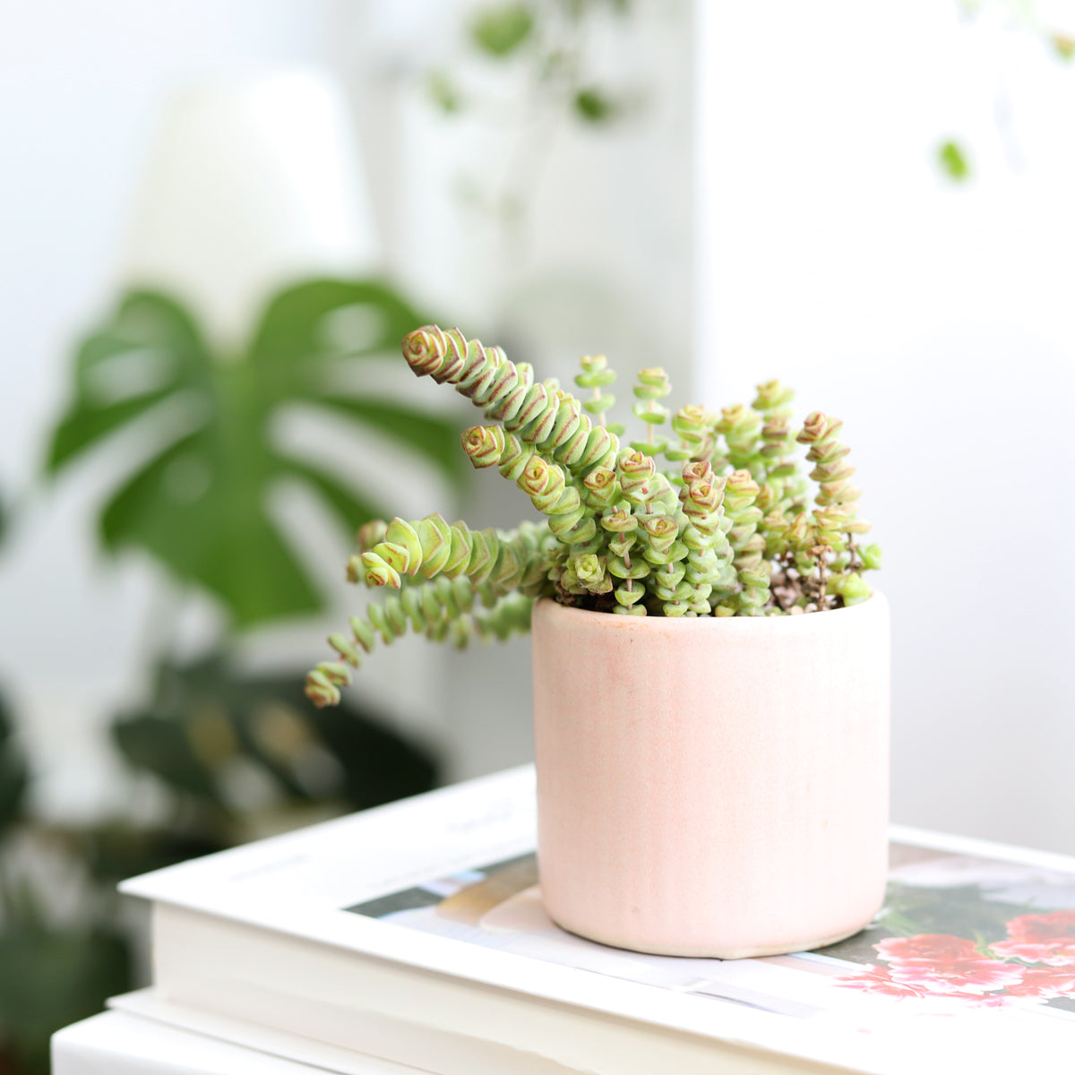 buy live crassula baby necklace succulent, crassula rupestris, succulent hanging basket, string of buttons succulent, trailing succulent, worm plant, jade necklace succulent