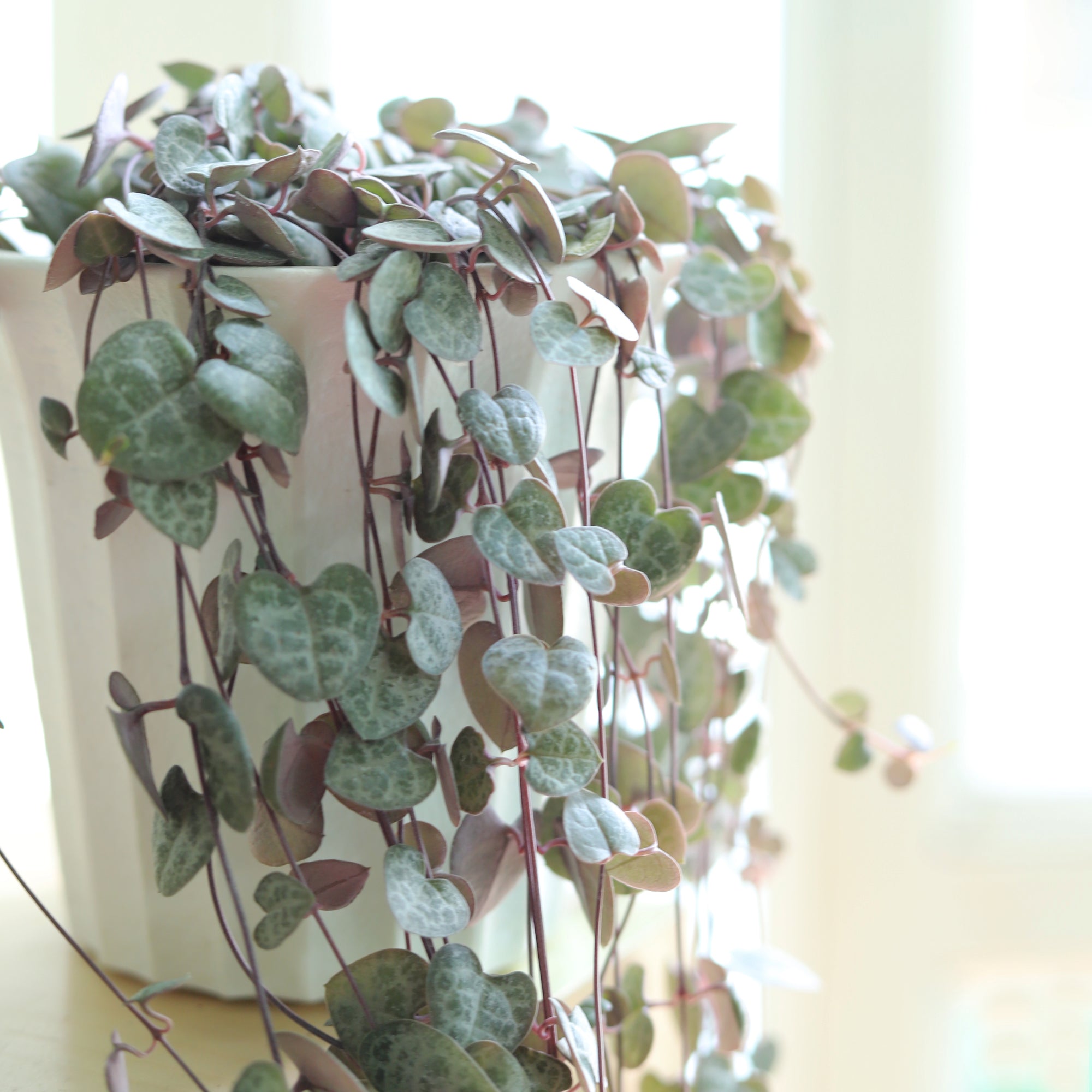 String of Heart Ceropegia Woodii Succulent, Succulent Plant for sale, buy succulent online, Holiday decor ideas, Succulent gifts, best place to buy indoor plants online, best place to buy outdoor plants online