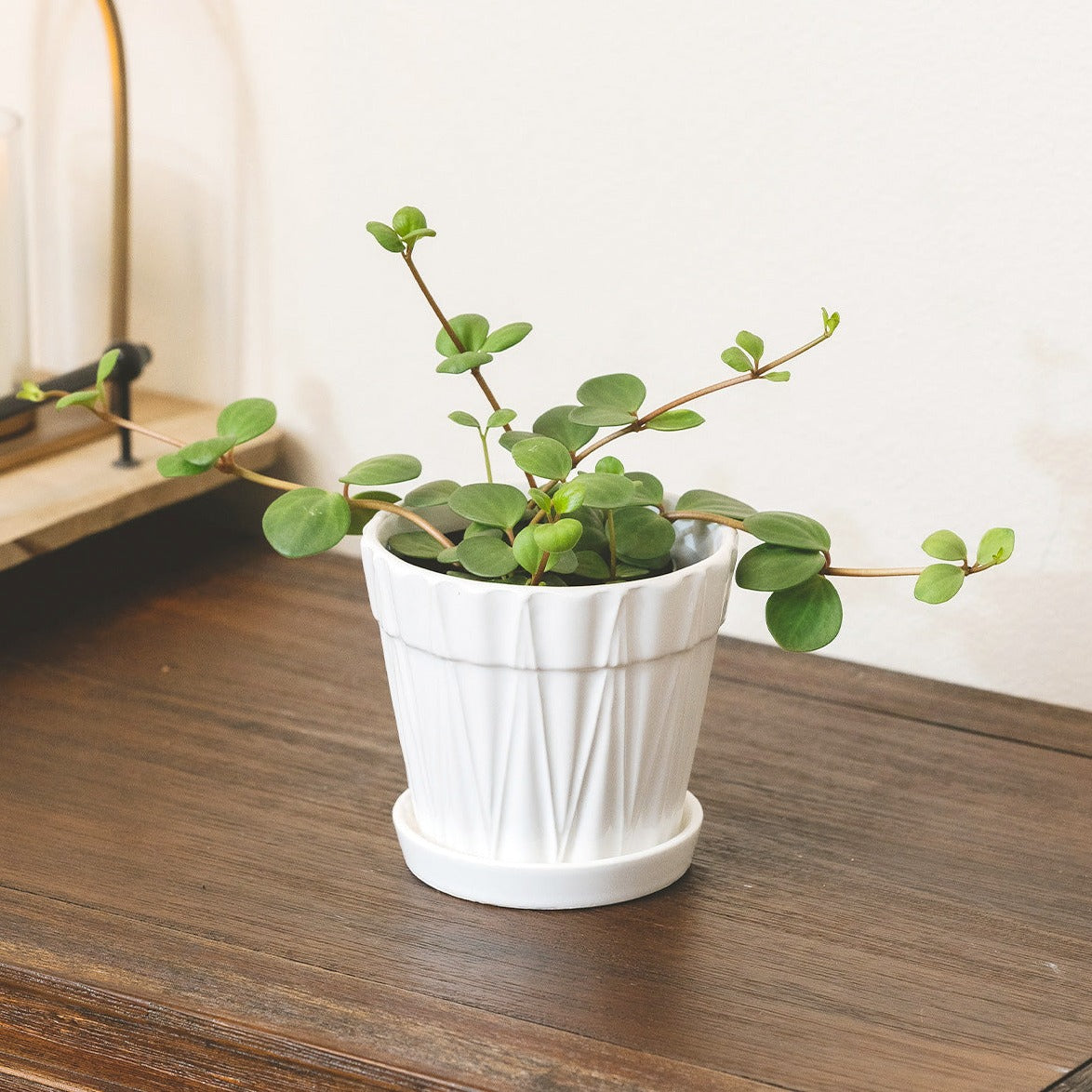 4 inch Peperomia Hope in white decorative pot for sale online, Live indoor plant decor ideas, best online nursery california