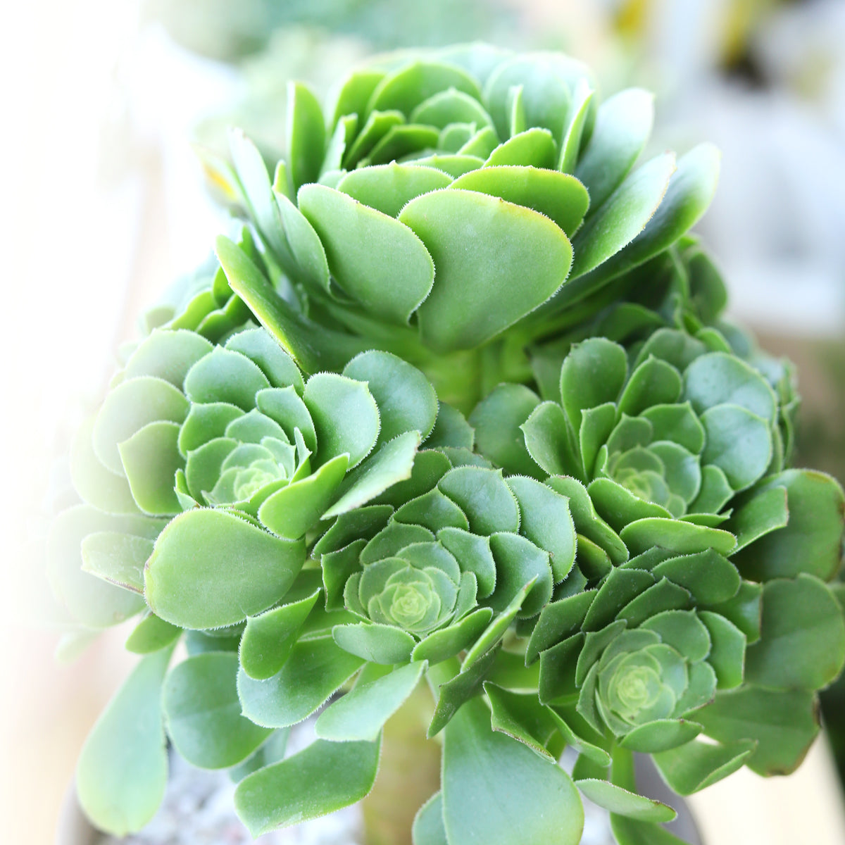 Aeonium Green Platters, Aeonium Pseudotabuliforme, rosette shape succulents, green succulents, succulents near me