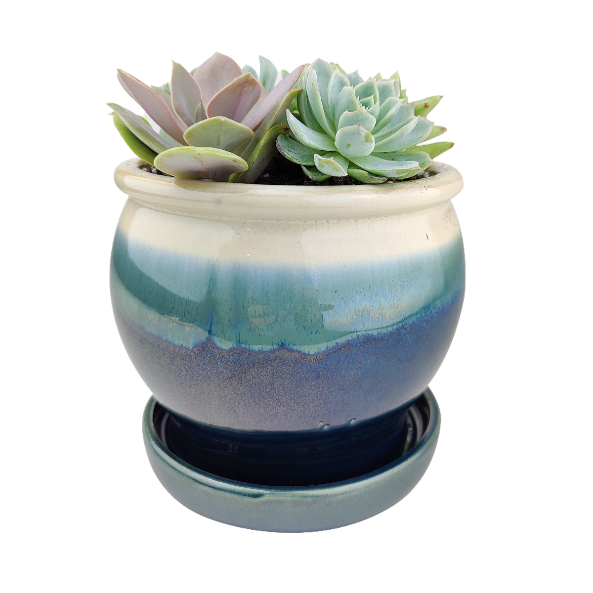 Succulent Arrangement in Ceramic Pot, rosette succulents, colorful succulents, stunning succulent arrangement for home and office decor