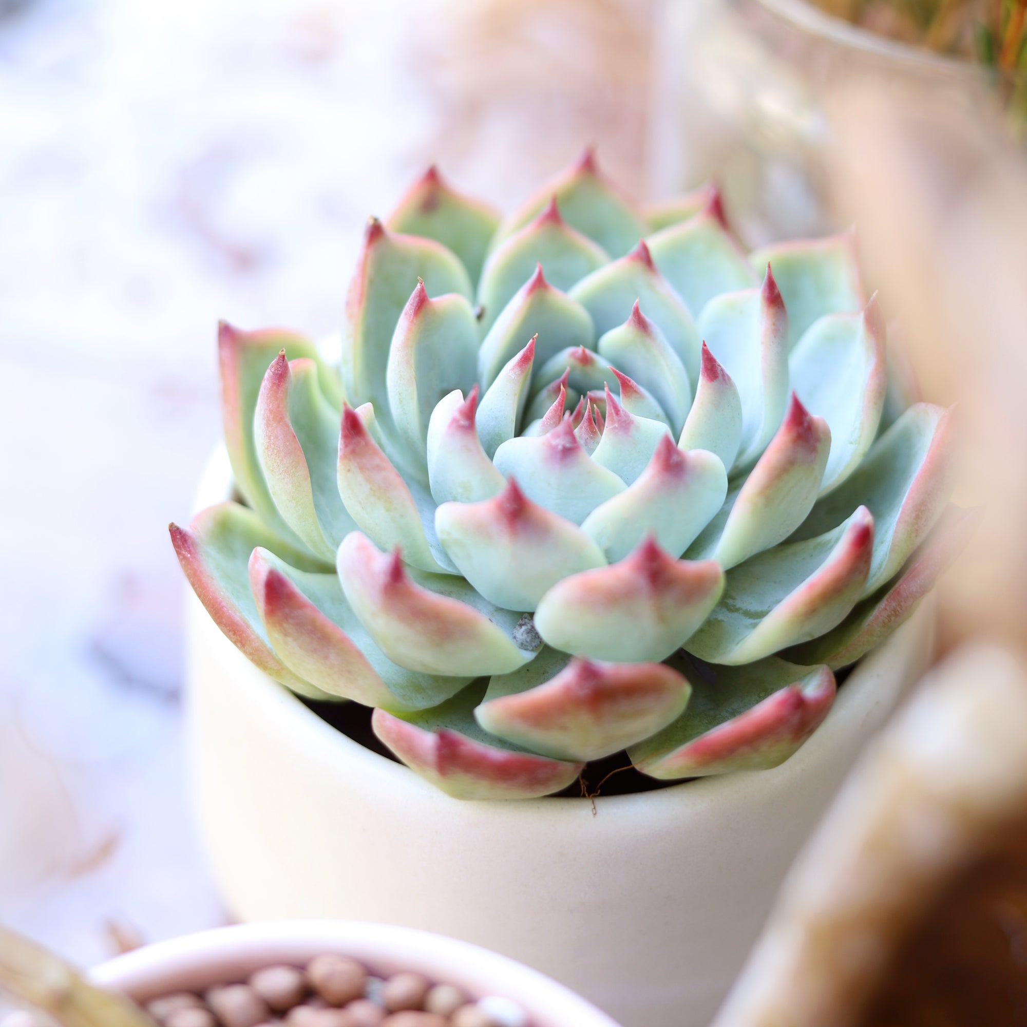 Echeveria Tippy Pink rosette succulent in white ceramic pot for sale, Live succulent decor ideas