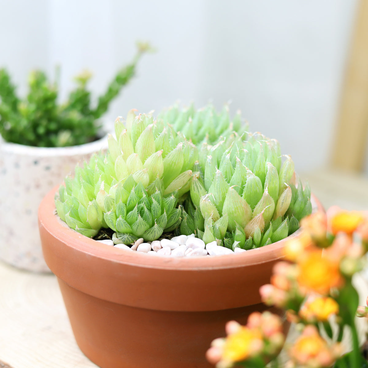 Haworthia Cooperi Succulent in terracotta pot for sale, Live succulent gift ideas