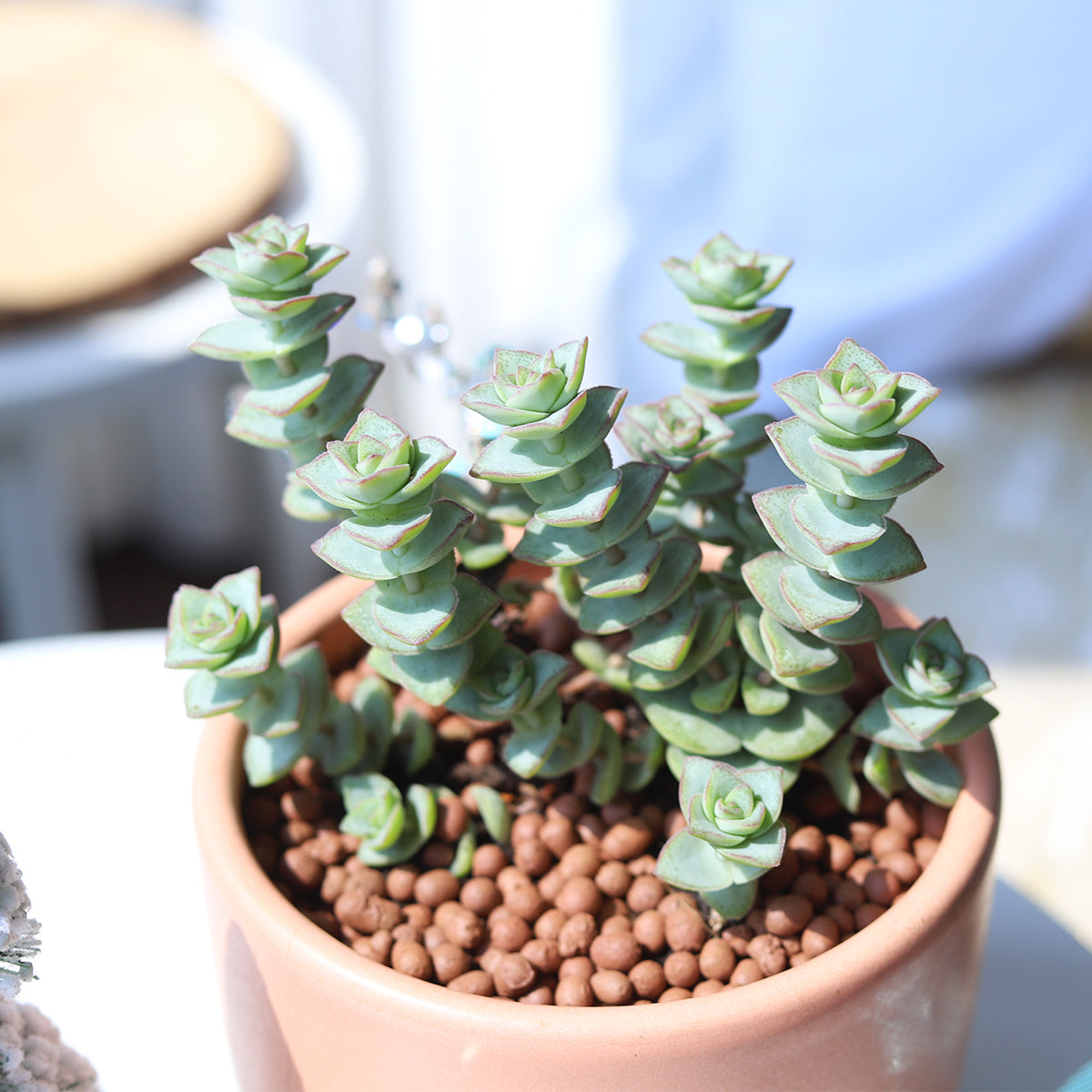 Crassula Ivory Towers Succulent, Succulent Plant for sale, buy succulent online, Holiday decor ideas, Succulent gifts 