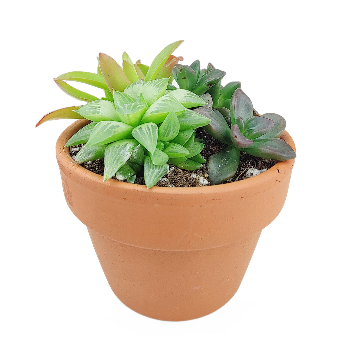 Succulent Arrangement in Terracotta Pot, rosette succulents, colorful succulents, stunning succulent arrangement for home and office decor