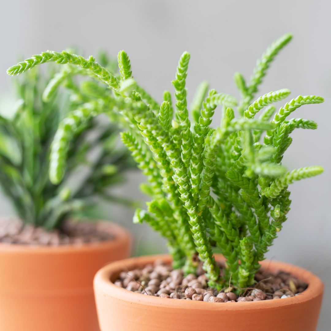 crassula giant watch chain for sale, garden gift, garden design, indoor succulents, how to grow succulents, Succulents shop near me, succulent plant, succulent care, cactus, succulents shop in California, succulents store in CA, crassula giant watch chain in California, How to grow crassula giant watch chain, crassula, crassula plant, crassula succulent, crassula types, crassula varieties, types of crassula, crassula species, crassulas, succulent crassula