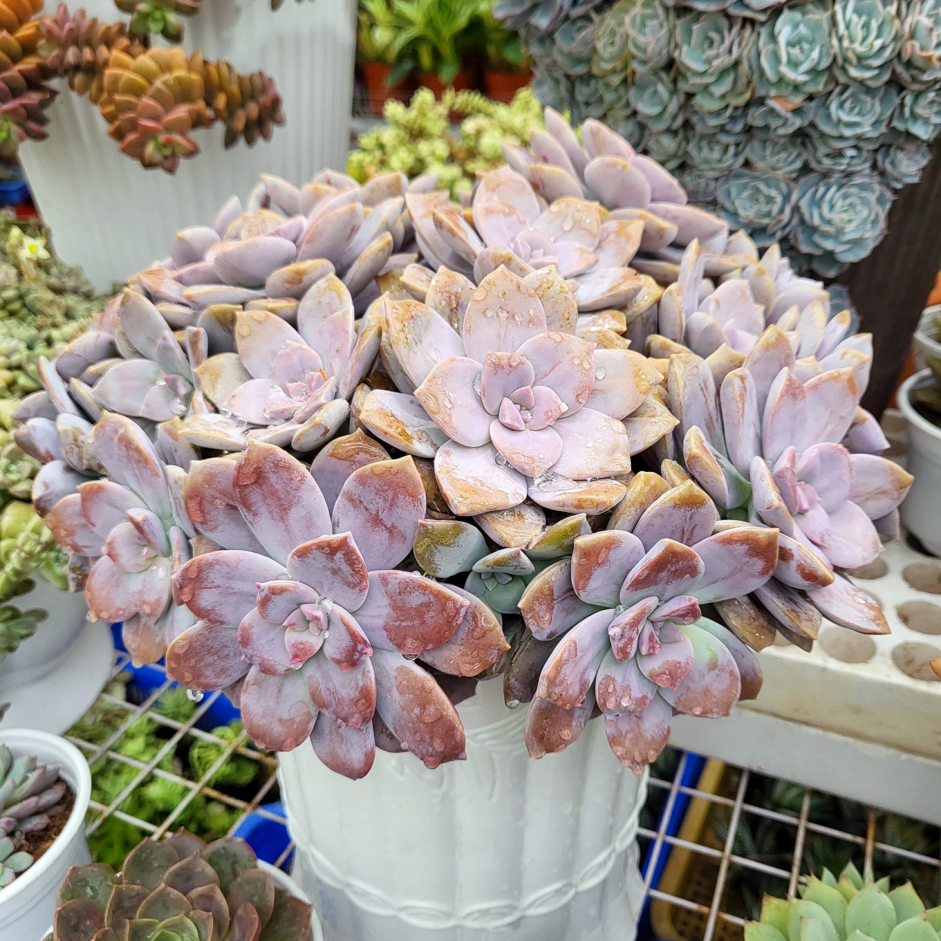 Graptopetalum Superbum purple succulent as gift, Rosette succulent for decor ideas, Succulent wedding favors