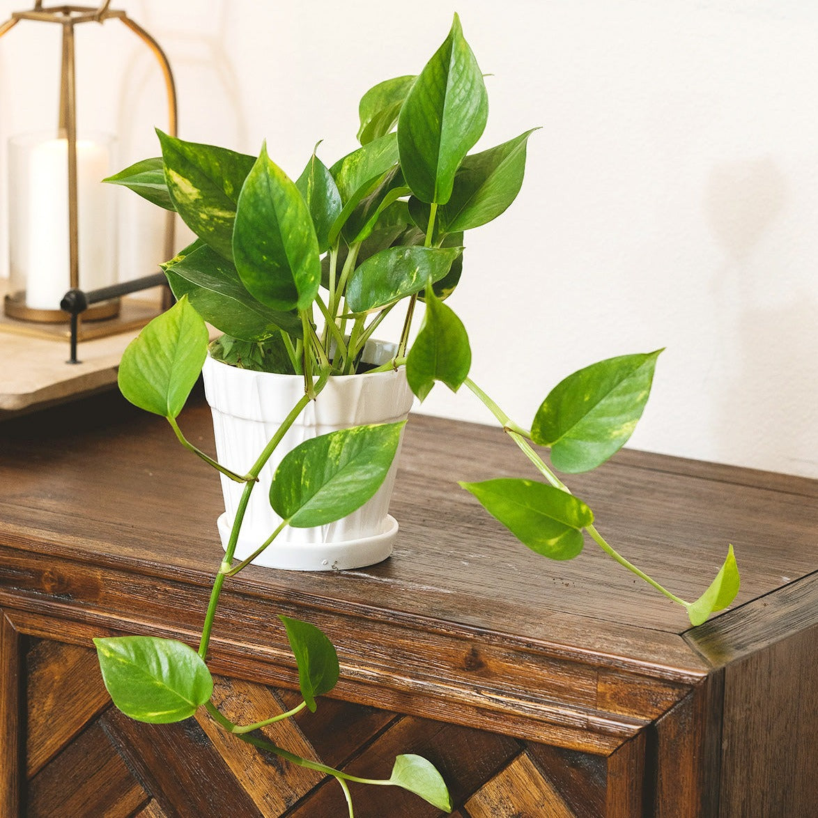 Golden Pothos, air-purifying houseplant, plants recommended by NASA for cleaning indoor air, buy pothos houseplant online, online plant nursery california