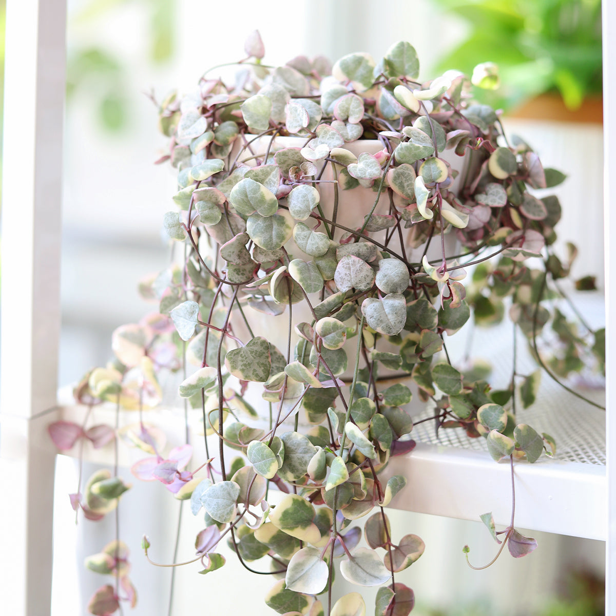 Variegated String of Hearts, 6 inch Variegated String of Hearts, rare trailing succulents, succulents for sale, best online nursery for perennials