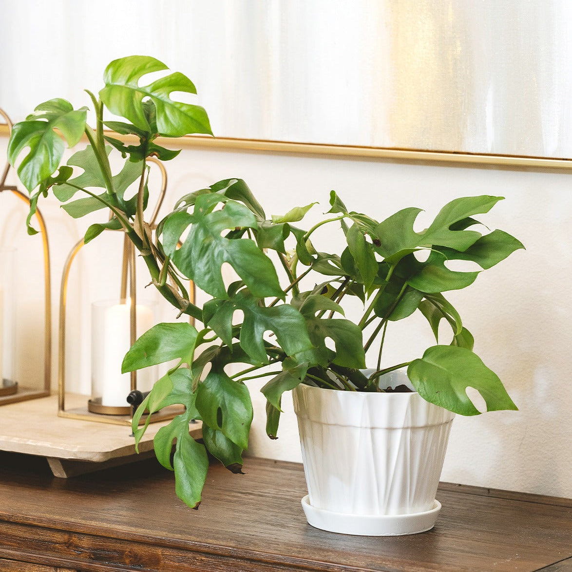 Rhaphidophora Tetrasperma (Monstera Minima) in decorative ceramic pot, houseplant decor ideas