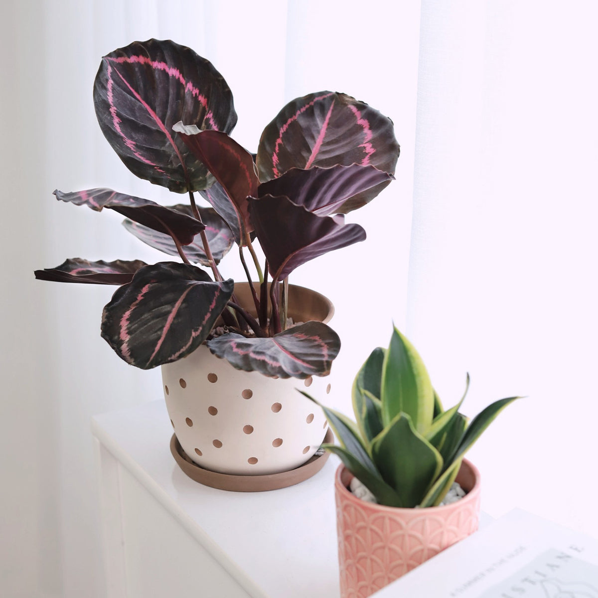 Calathea Dottie, calathea dottie care, calathea dottie plant, how to care for calathea dottie, Calathea Dottie for sale