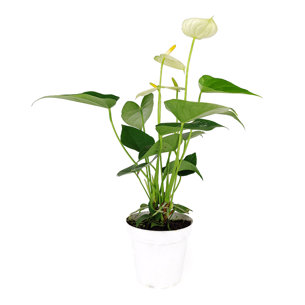 online plant nursery california, Anthurium White, Flowering Houseplants, Colorful Flowering Houseplants, Air Purifying Houseplants, Easy Care Houseplants