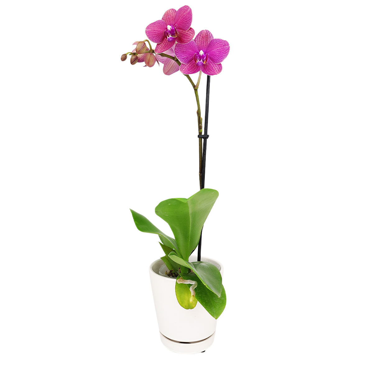 buy houseplants online, orchid plants, orchid pot, orchid, orchid flowers, orchid pots with holes, live orchid plants, phalaenopsis orchid, pink orchid flowers