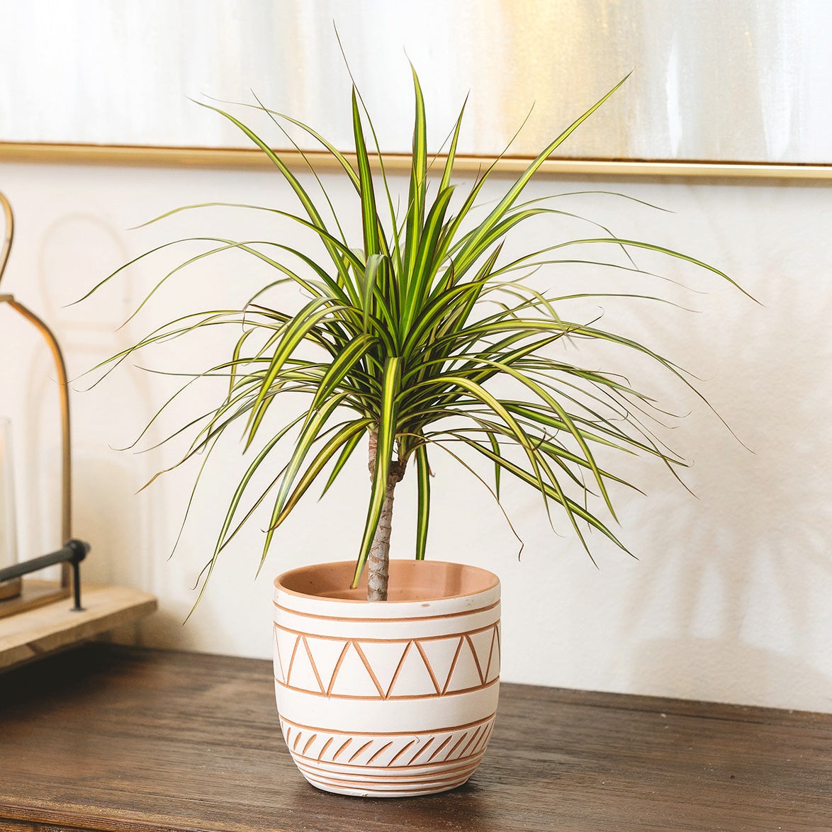 Dracaena Kiwi houseplant in decorative clay pot, houseplant decor ideas, best place to buy outdoor plants online
