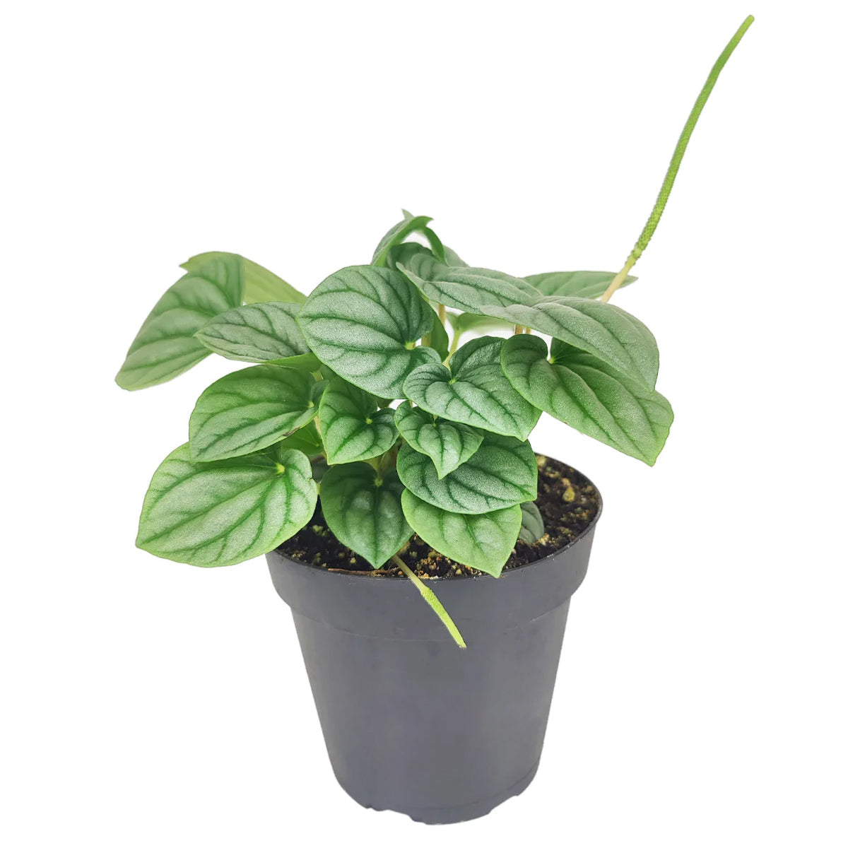 Peperomia caperata Frost, stunning unique foliage houseplant, silver green foliage plant, compact plant for small spaces and table tops, easy care medium to bright light houseplant, buy houseplants online
