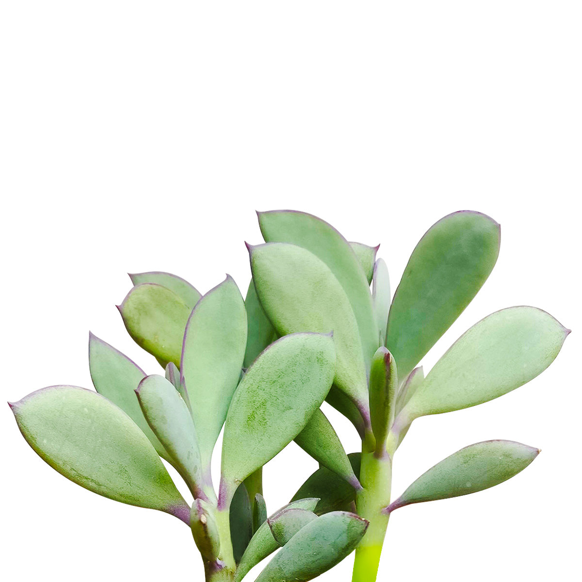 Vertical Leaf Senecio for sale, succulents garden, Succulents, succulent care guide, Succulents shop near me, succulent care tips, monthly succulents, indoor succulents, succulent care, Vertical Leaf Senecio in California, How to grow Vertical Leaf Senecio