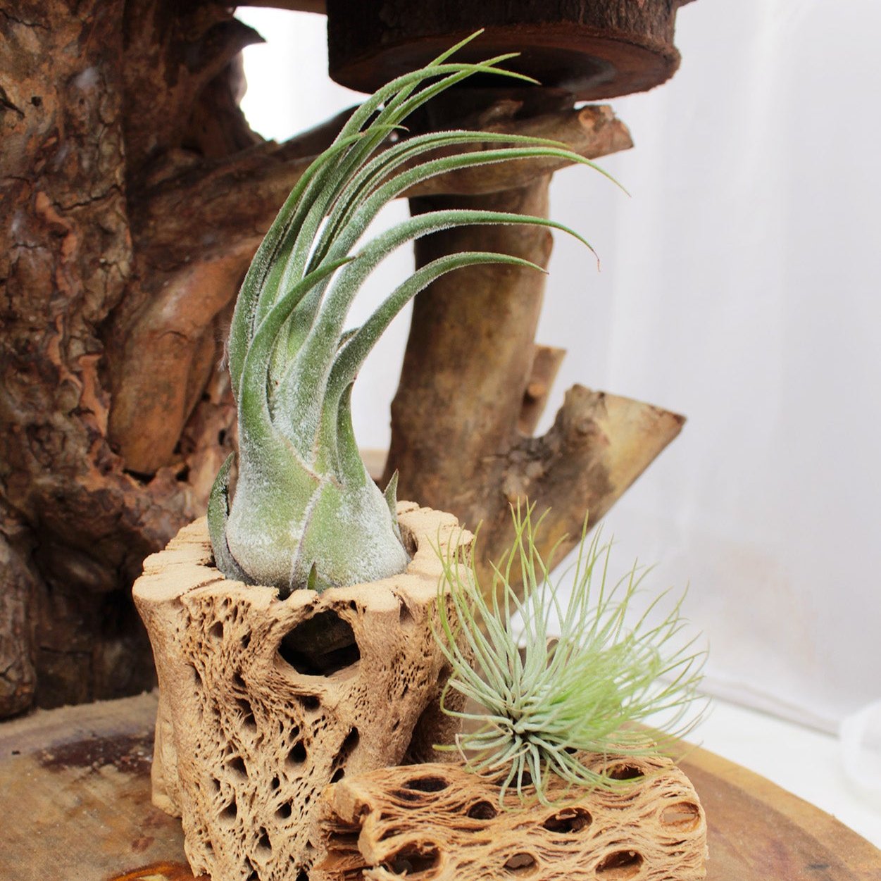 Tillandsia Seleriana Air Plant Decor Ideas, Live Air Plant as Gift