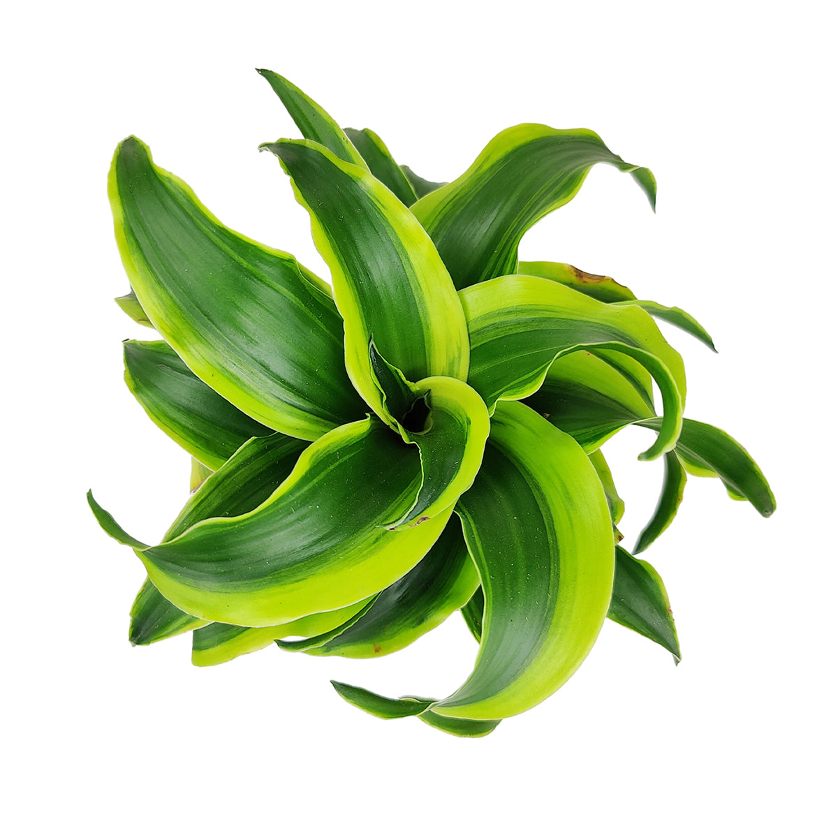 Dracaena Tornado, Dracaena Houseplants, Indoor Houseplants, Unique Foliage Houseplants, Easy Care Houseplants, best place to buy indoor plants near me