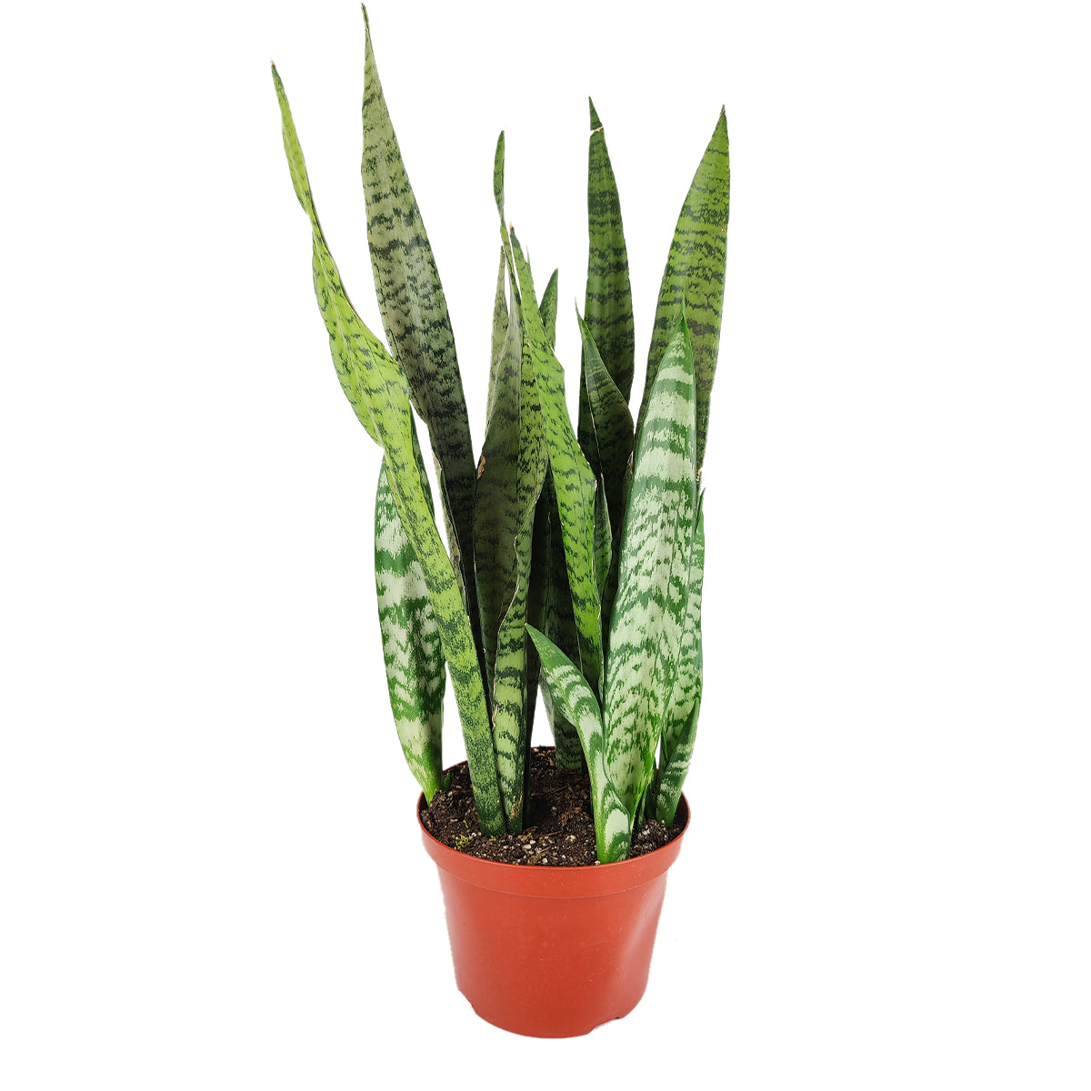 Snake Plant Sansevieria Zeylanica, how to care for Sansevieria Zeylanica, best air-purifying plants, bright to medium light plants