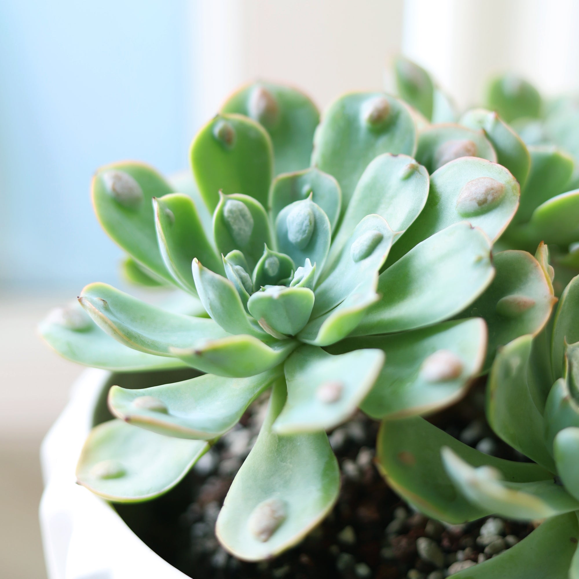 Echeveria Raindrops Succulent Plant, Succulent Plant for sale, buy succulent online, Holiday decor ideas, Succulent gifts 