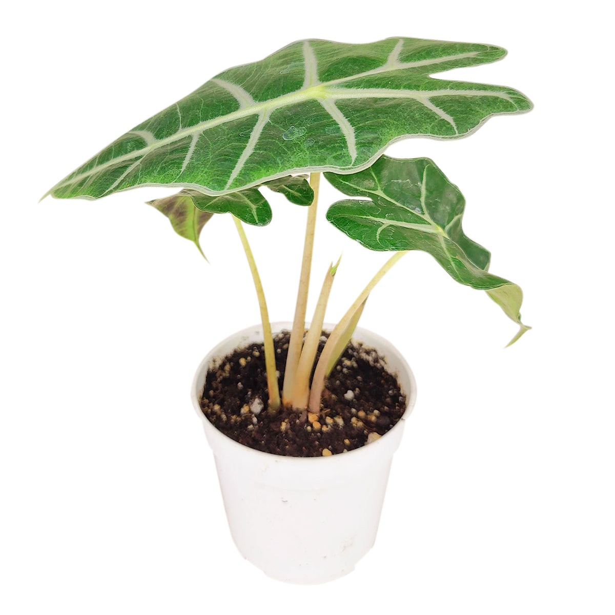 Alocasia Polly, Tropical Houseplants, Indoor Houseplants, Easy Care Houseplants, How to Care for Alocasia Polly