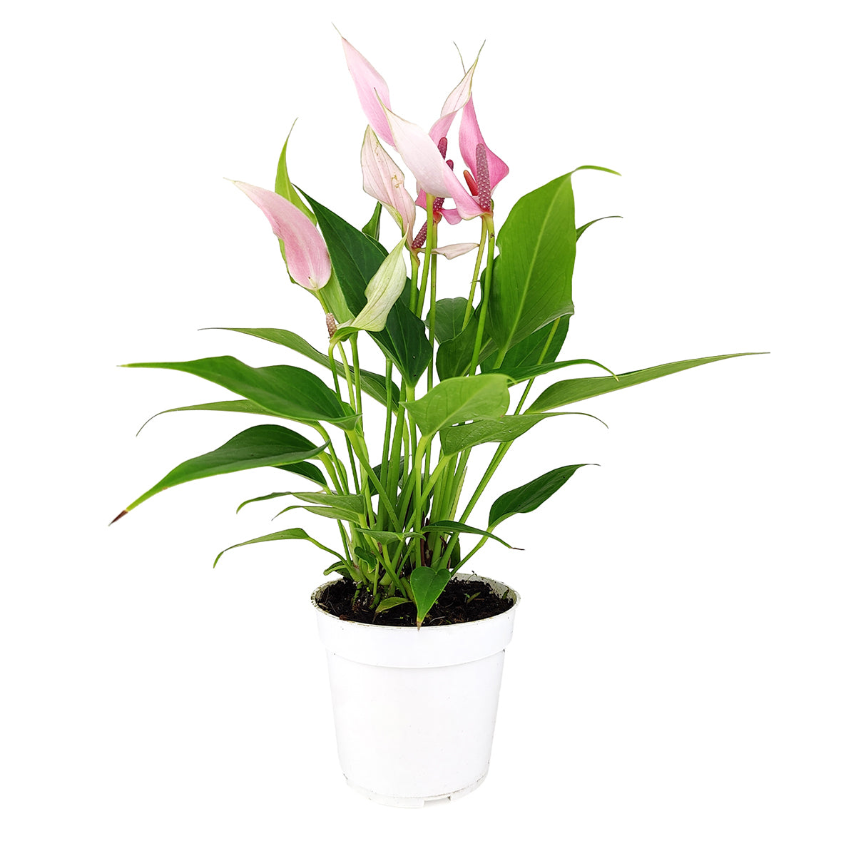 best place to buy indoor plants near me, Anthurium Lilli Pink, Anthurium Flowers, Flowering Houseplants, Colorful Flowering Houseplants, Indoor Houseplants, Air Purifying Houseplant, Best Plants for Beginners