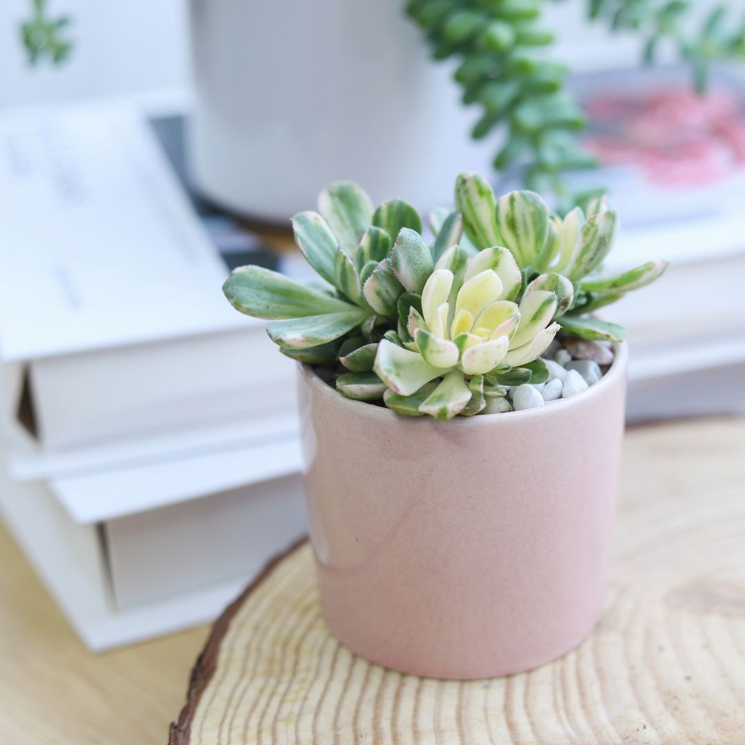 sun cups, agave plant, Succulents shop near me, succulents shop in California, succulents store in CA, succulent plant, cactus, Succulents, succulent care, succulent care tips, sun cups in California, How to grow sun cups, aeonium suncup variegata in pink minimalist pot