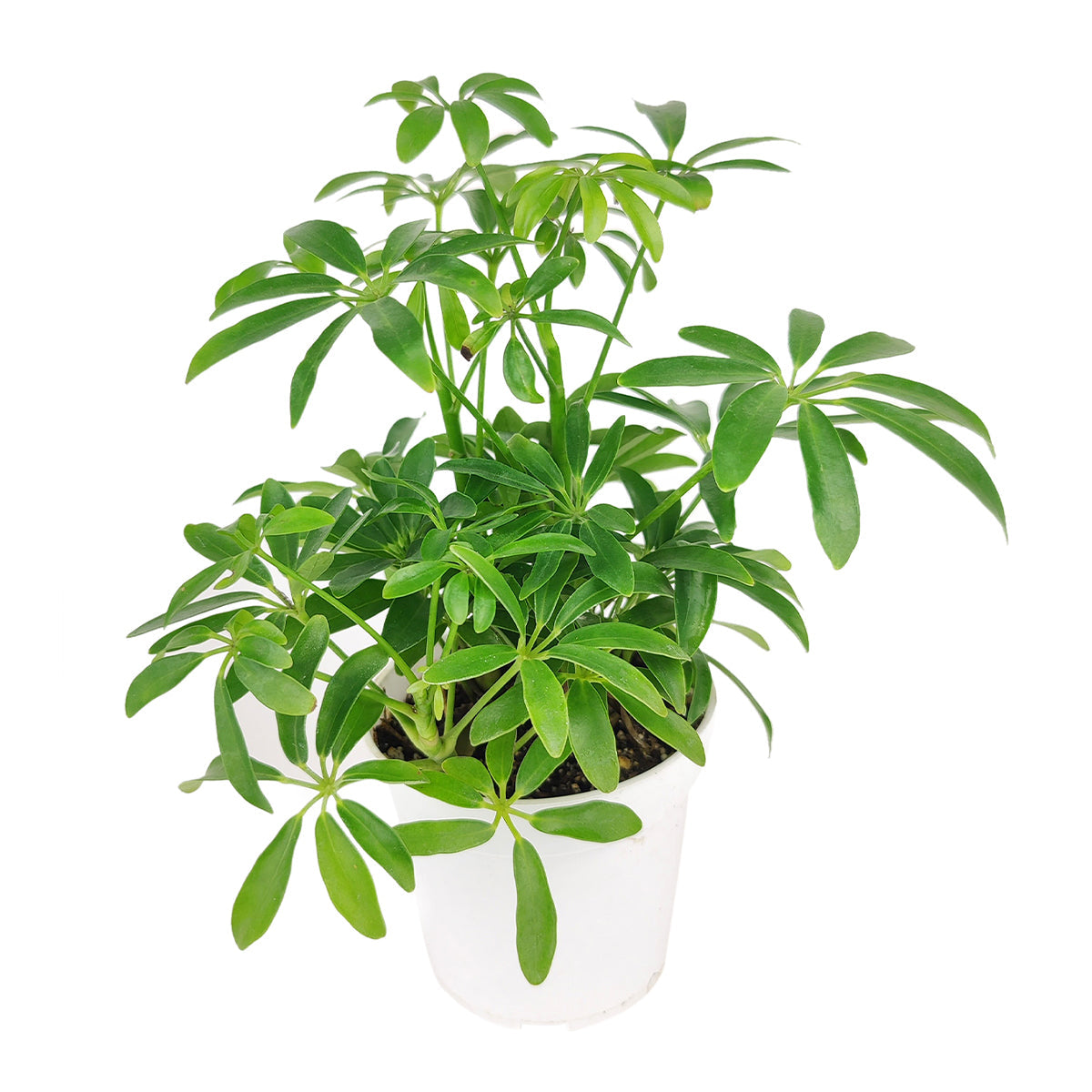 medium to bright light houseplant, Schefflera Arboricola houseplant, best indoor plant for home and office decoration, Dwarf Umbrella Tree, houseplant for beginners, best place to buy plants near me