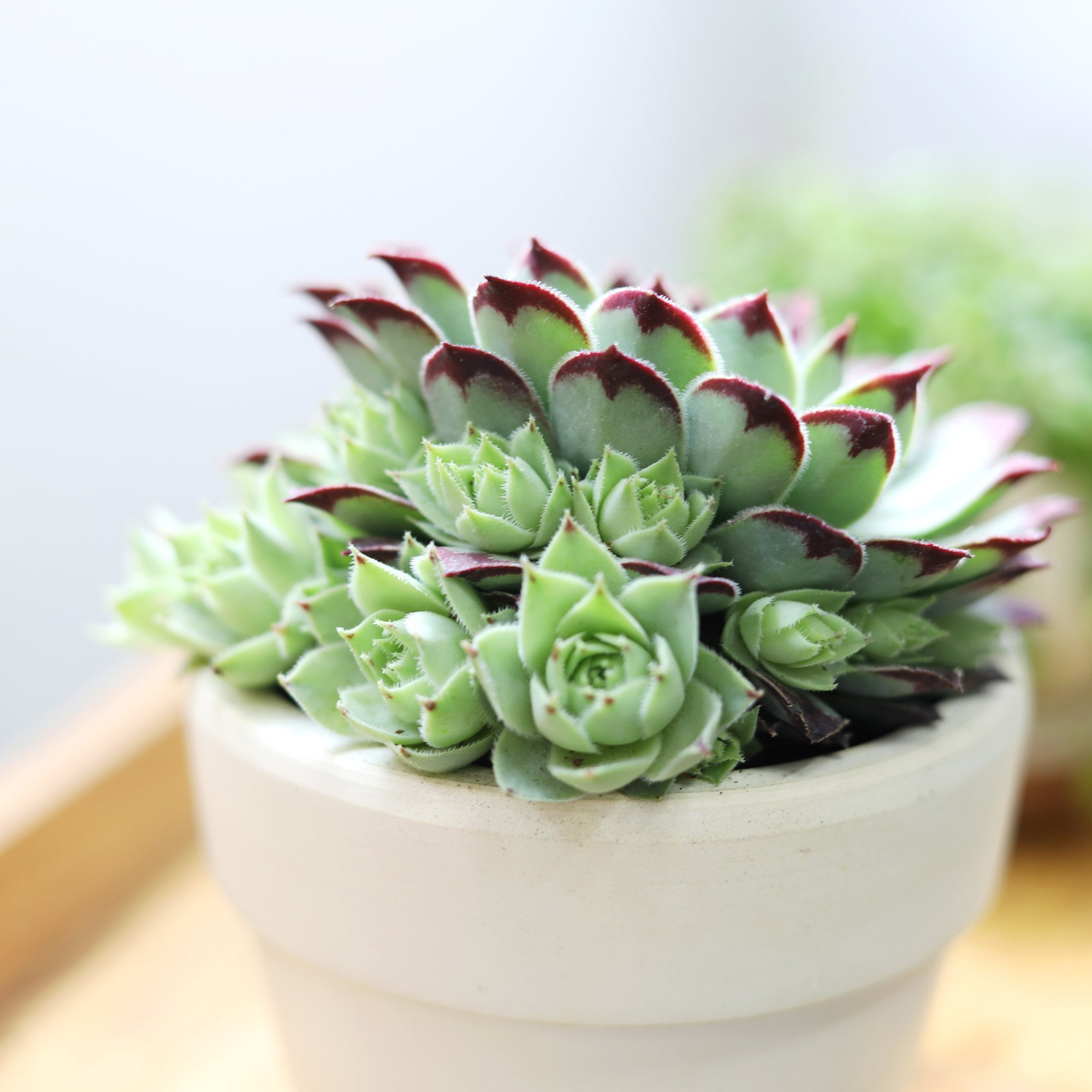 Sempervivum Calcareum rosette succulent plant, Succulent hens and chicks, Christmas succulent gift ideas