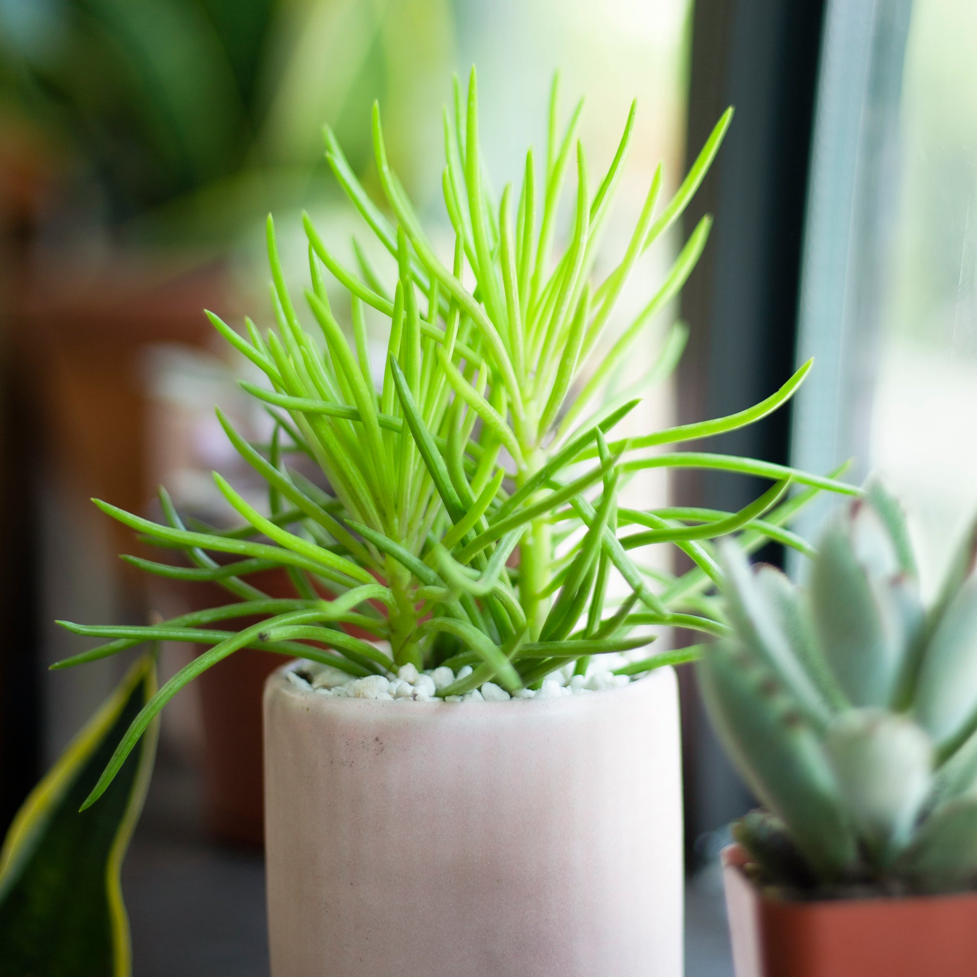 Senecio Cylindricus Succulent, Kleinia Cylindrica, Narrow-Leaf Chalksticks, Blue Chalk Fingers, Senecio Vitalis Plant