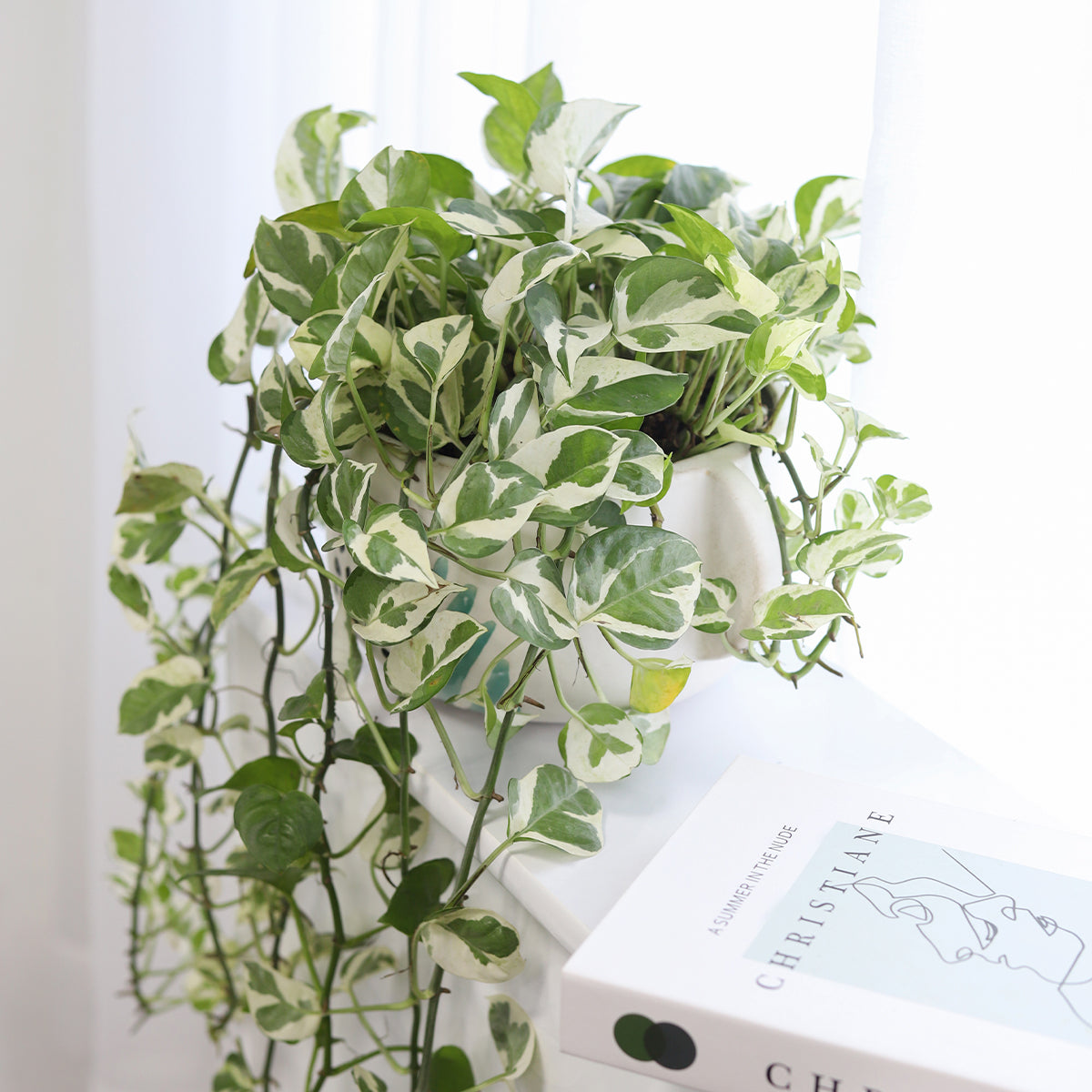 6 inch Pothos N'joy indoor plant for sale online, best trailing houseplant to grow, best place to buy indoor plants online