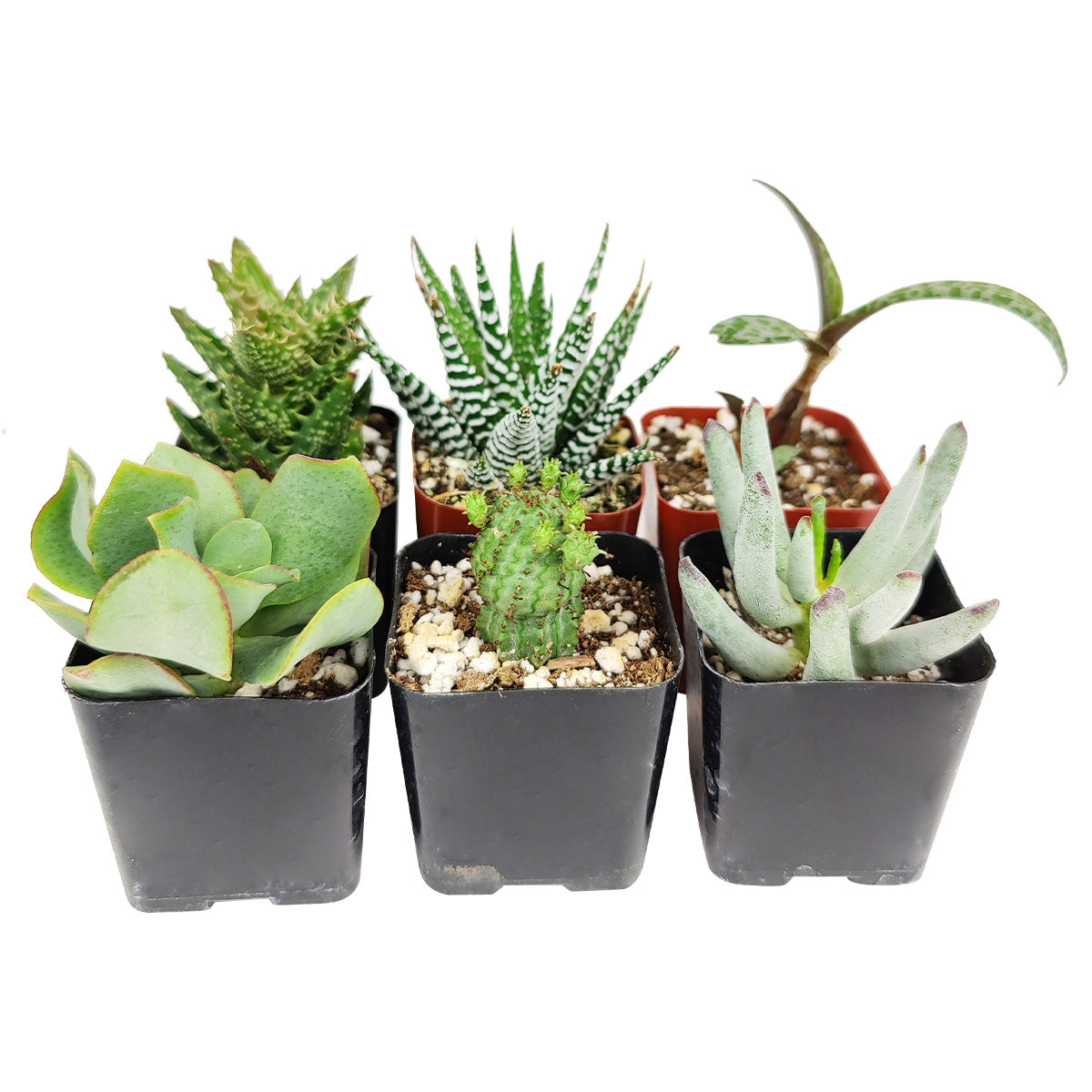 Live Unique Succulent Assorted Pack for sale, A Variety of Healthy Live Unique Succulent Plant, Colorful Unique Succulent Gift Ideas, How to care for Unique Succulent, How to grow Unique Succulent Indoor, Unique Succulent, unique succulent types, succulent unique, buy succulents online, succulent shop, succulent store, unique succulent plant, indoor succulents