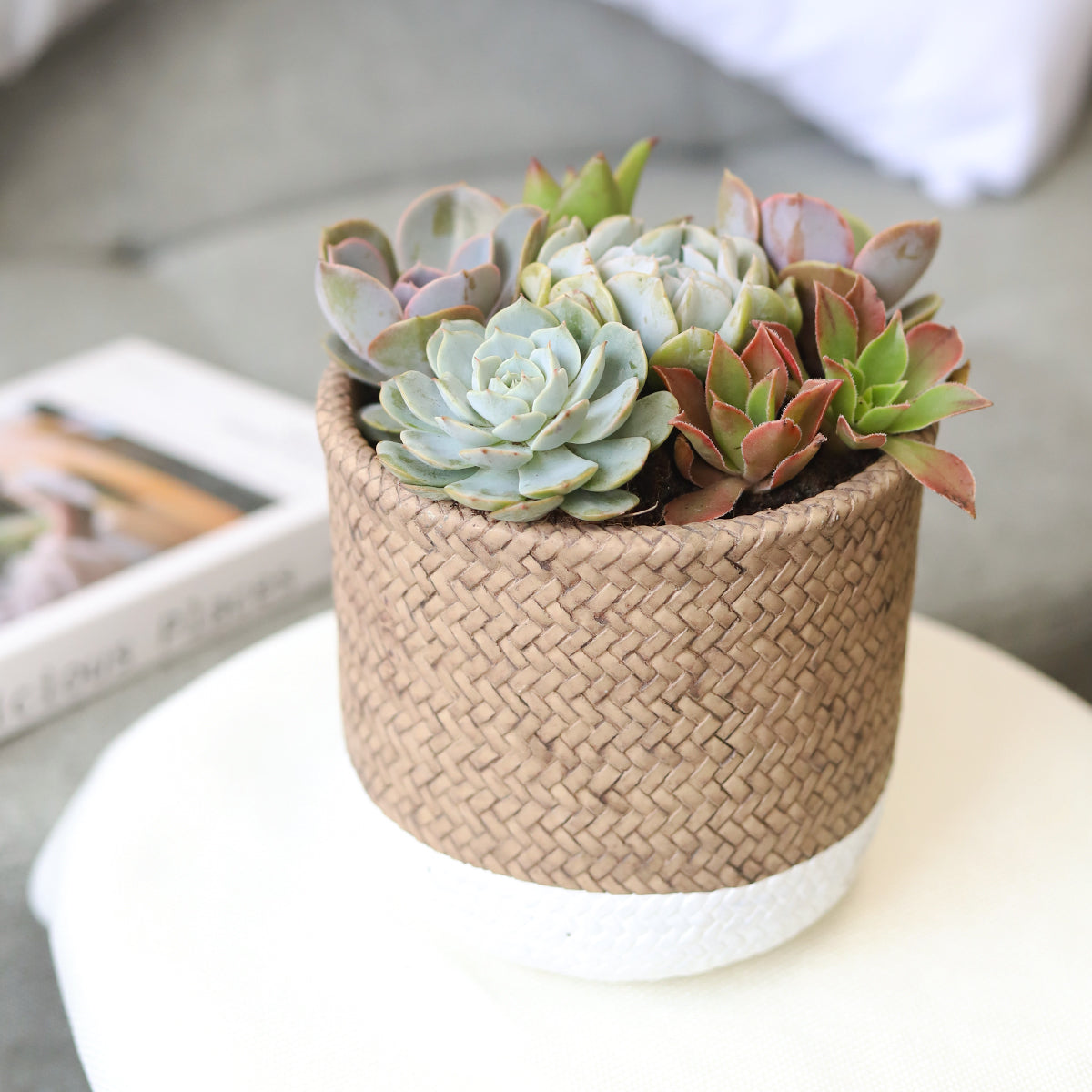 rosette succulents, colorful succulents, stunning succulent arrangement for home and office decor, unique succulent plants