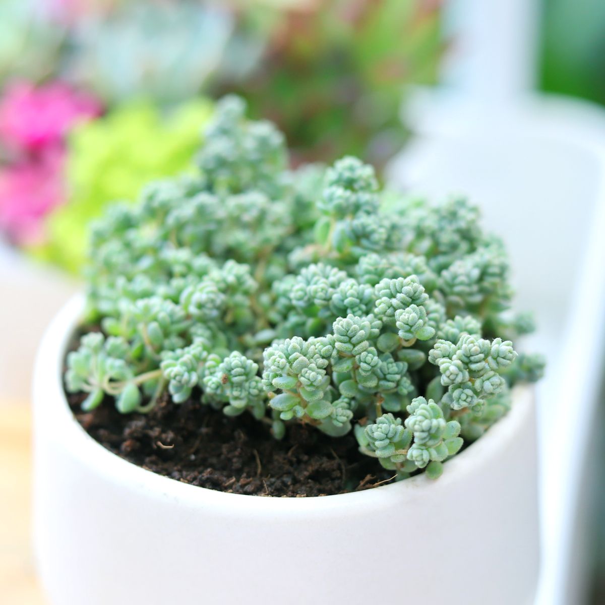 sedum dasyphyllum minor plant for sale, sedum plant, sedum ground cover, sedum varieties, pink sedum, sedum minor succulent, succulent with sheep pot, live healthy succulent