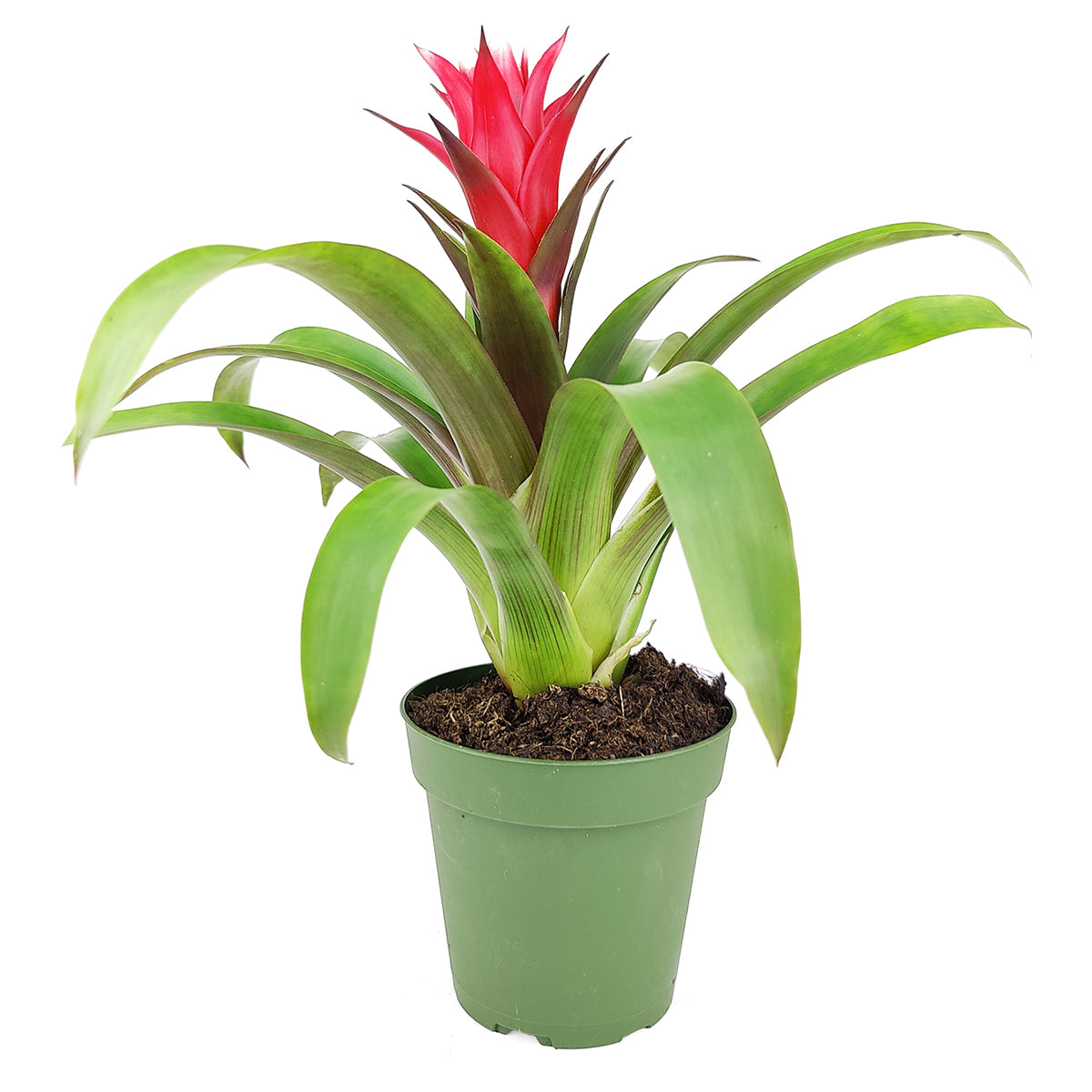 best place to buy outdoor plants online, Guzmania hybrid Red, Flowering Houseplants, Indoor Houseplant, Colorful Flowering Houseplants, Pet-Friendly Houseplants