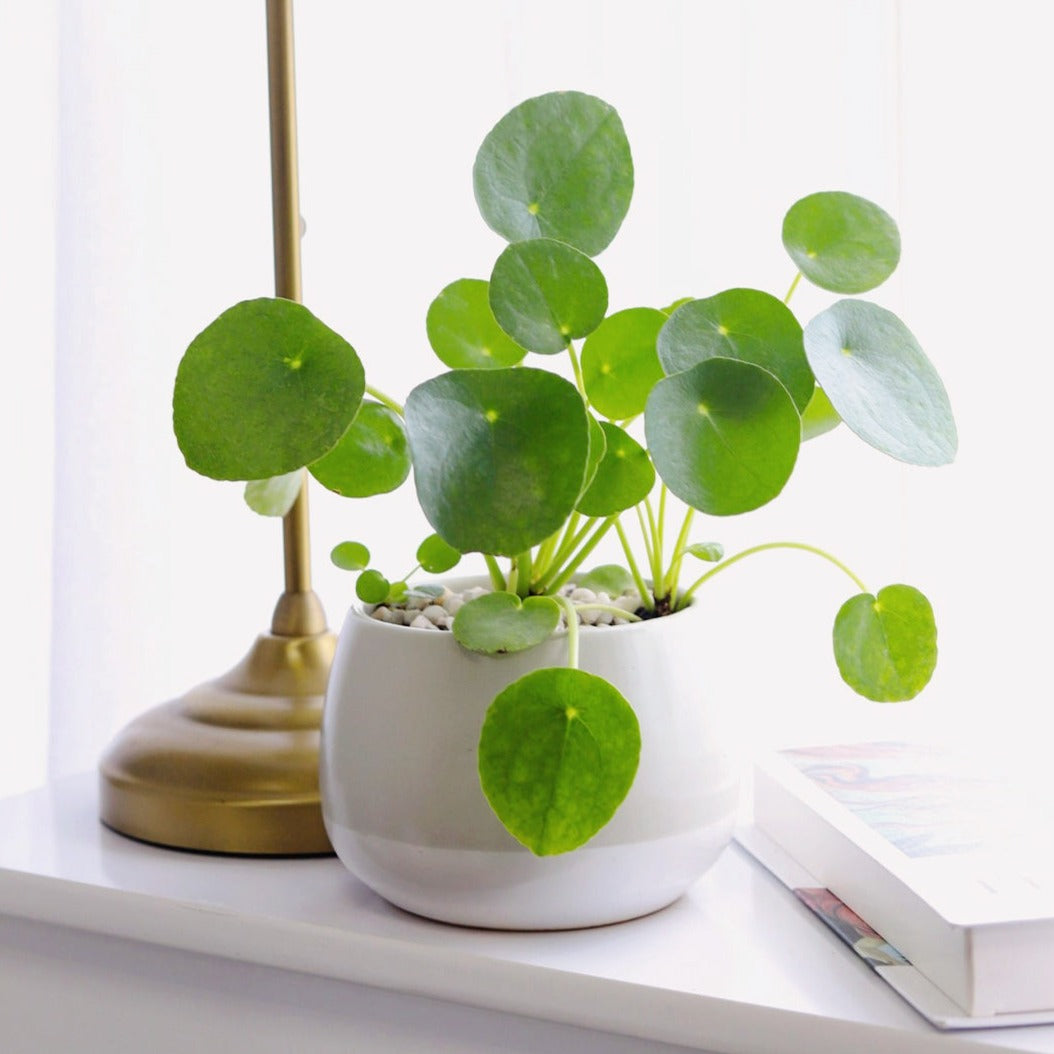 best place to buy indoor plants near me, buy houseplants online, indoor plants online