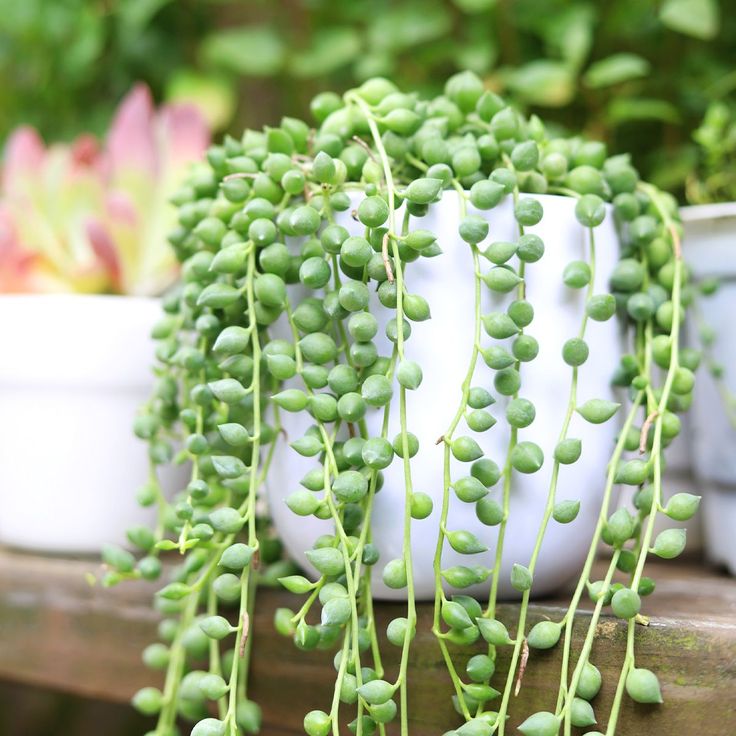 best place to buy hanging trailing succulent plant, string of tears fully rooted for sale online