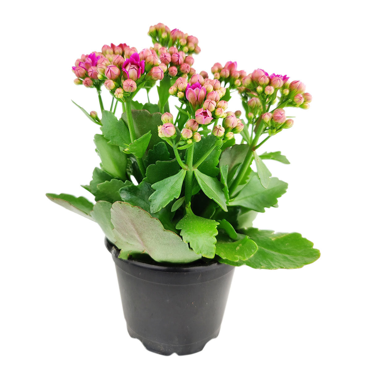 Kalanchoe blossfeldiana Calandiva purple, Canlandiva for sale, purple flower houseplant, easy care flowering plant for homes and office, best gift plant ideas, best online nursery for perennials
