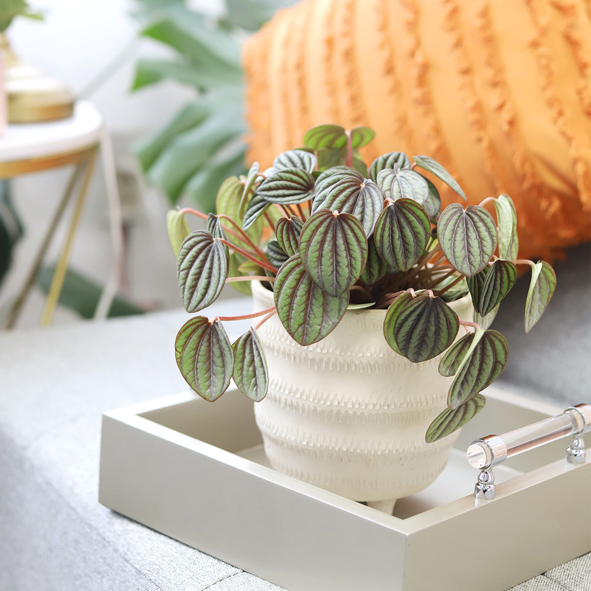 Peperomia Piccolo Banda, peperomia plant, peperomia plant care, peperomia flower