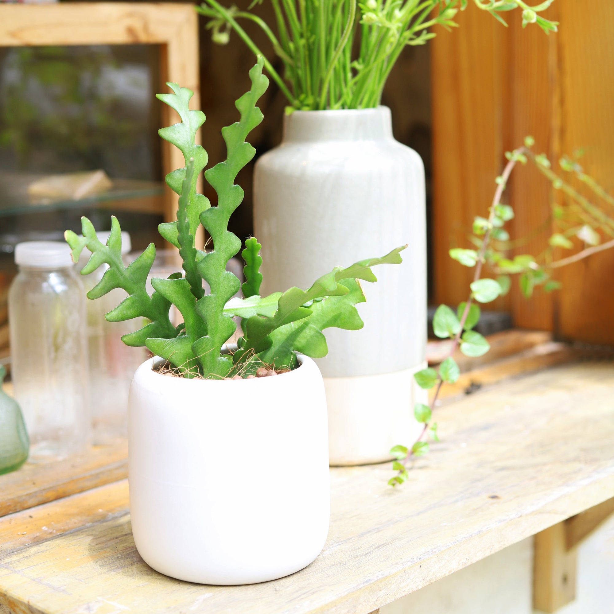 buy houseplants online, Fishbone Cactus, Fishbone Cactus for sale, Fishbone Cactus near me, Fishbone Cactus near me for sale, Fishbone Cactus in pot, Fishbone Cactus in ceramic pot for sale