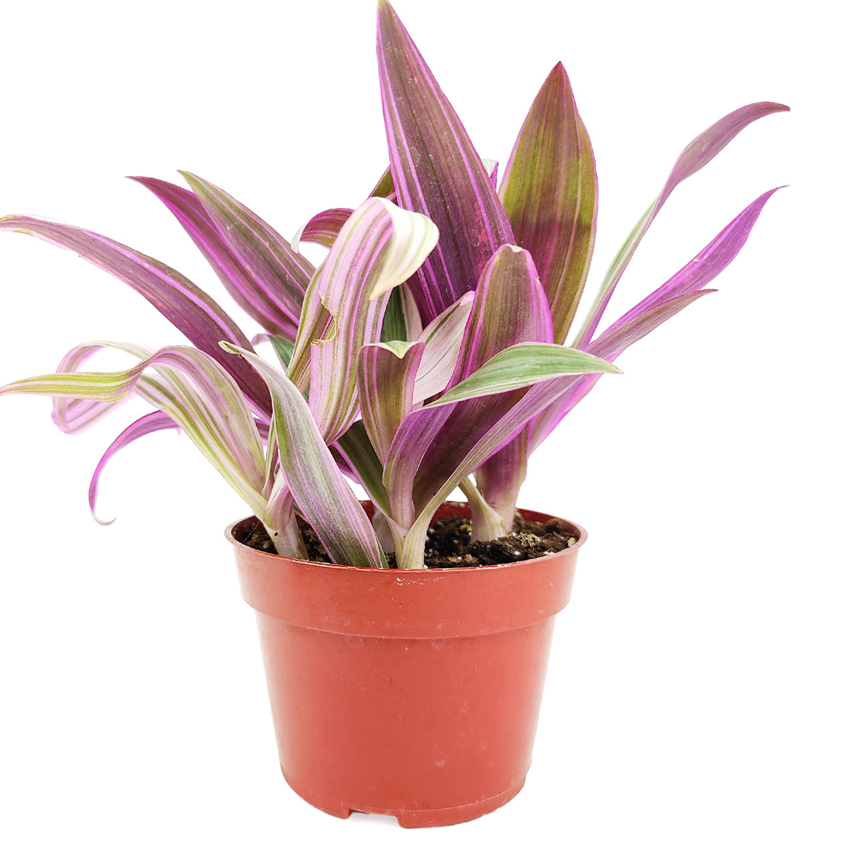 oyster plant, Rhoeo Tricolor 'Moses In The Cradle', oyster plant care, 4 inch colorful plants, buy houseplants online