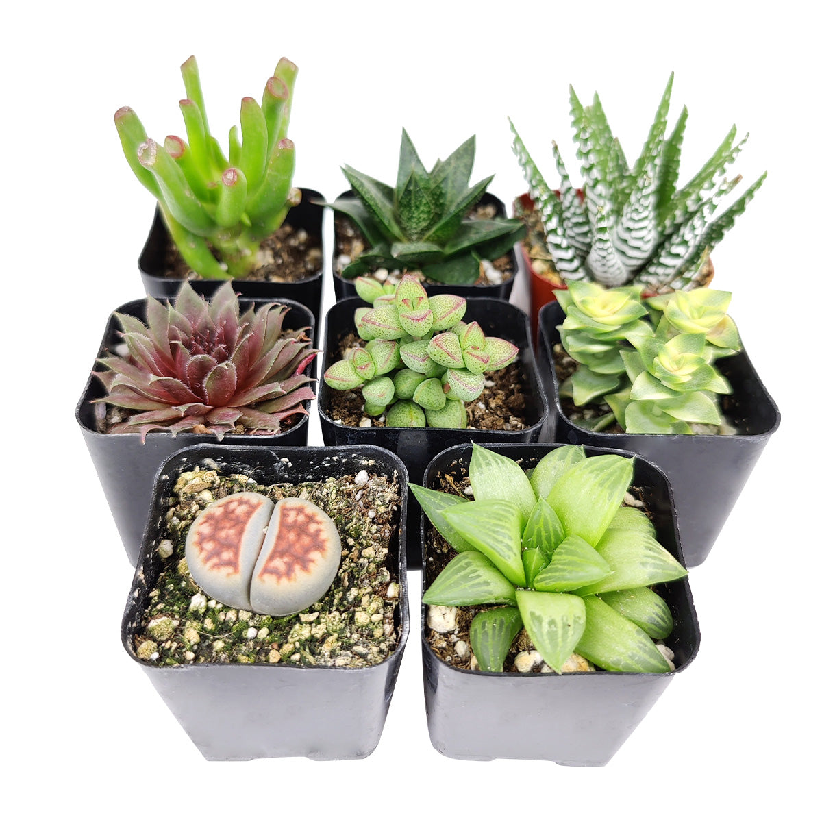 indoor succulent plants, indoor succulent plants for sale, buy indoor succulent plant, succulent pack for sale online, best indoor plants, types of succulent plants indoor, indoor house plants, low light indoor plants, low maintenance plants, easyplant