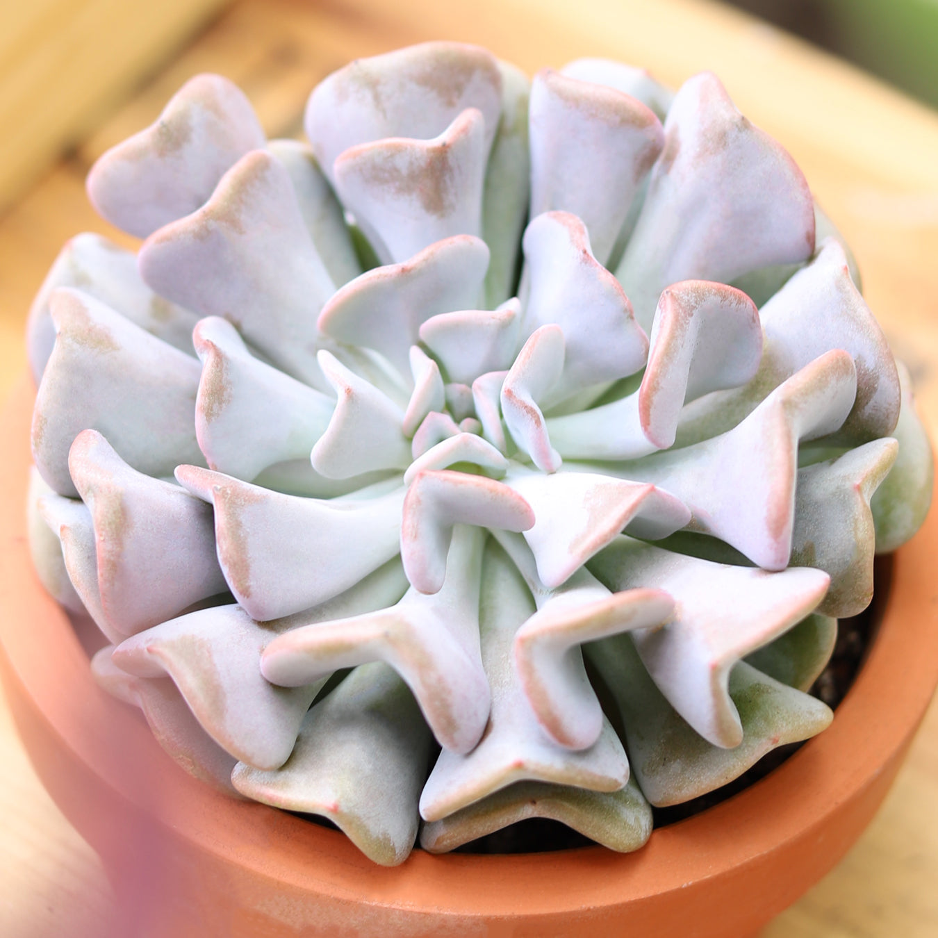 Buy Echeveria Cubic Frost online, Purple rosette succulent for wedding decor ideas