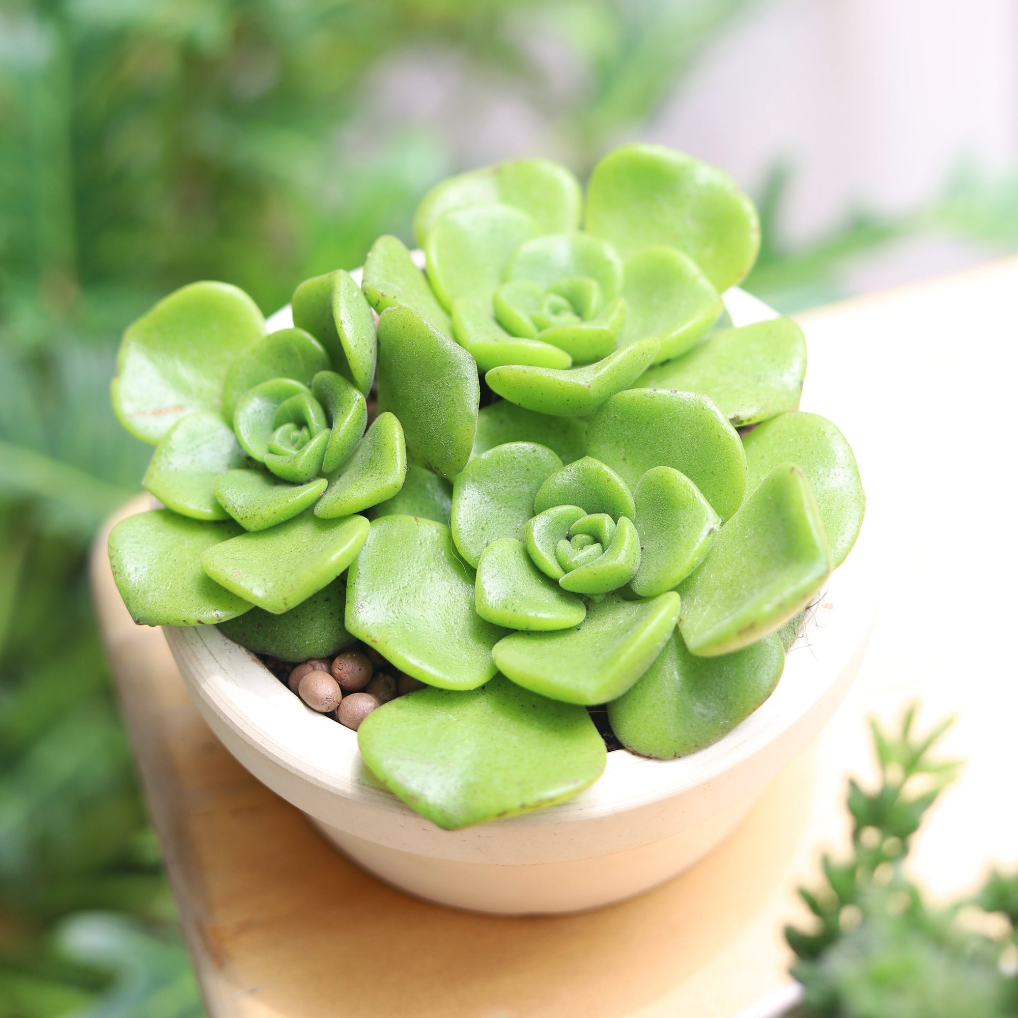 Aeonium Lily Pad Rosettes succulent in white clay pot, Succulent as gift, succulent decor ideas