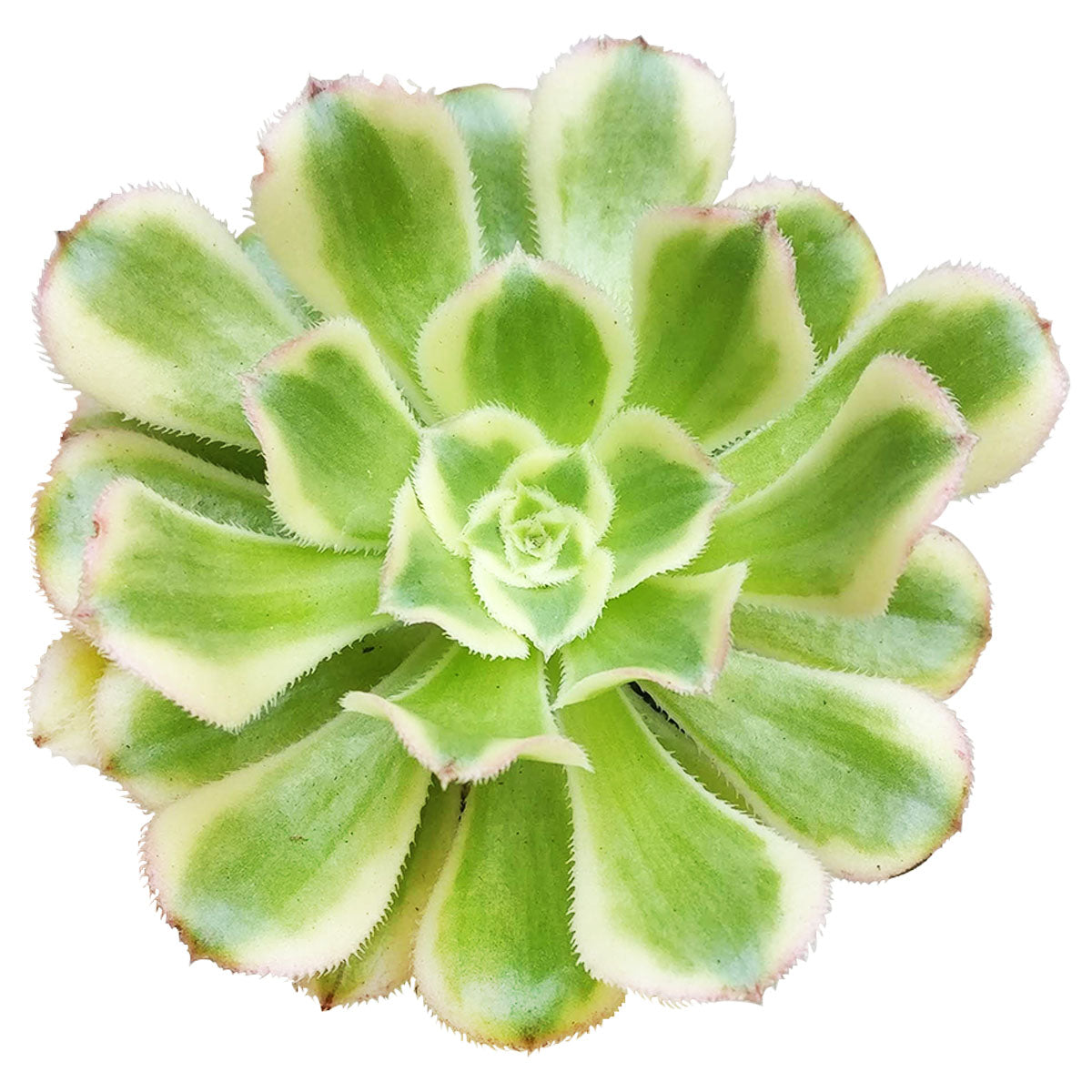 Aeonium Arboreum Luteovariegatum, succulents shop in California, Rare succulents, succulents store in CA, succulent care, monthly succulents, indoor succulents, how to grow succulents, Succulents shop near me, Aeonium Arboreum Luteovariegatum in California, How to grow Aeonium Arboreum Luteovariegatum