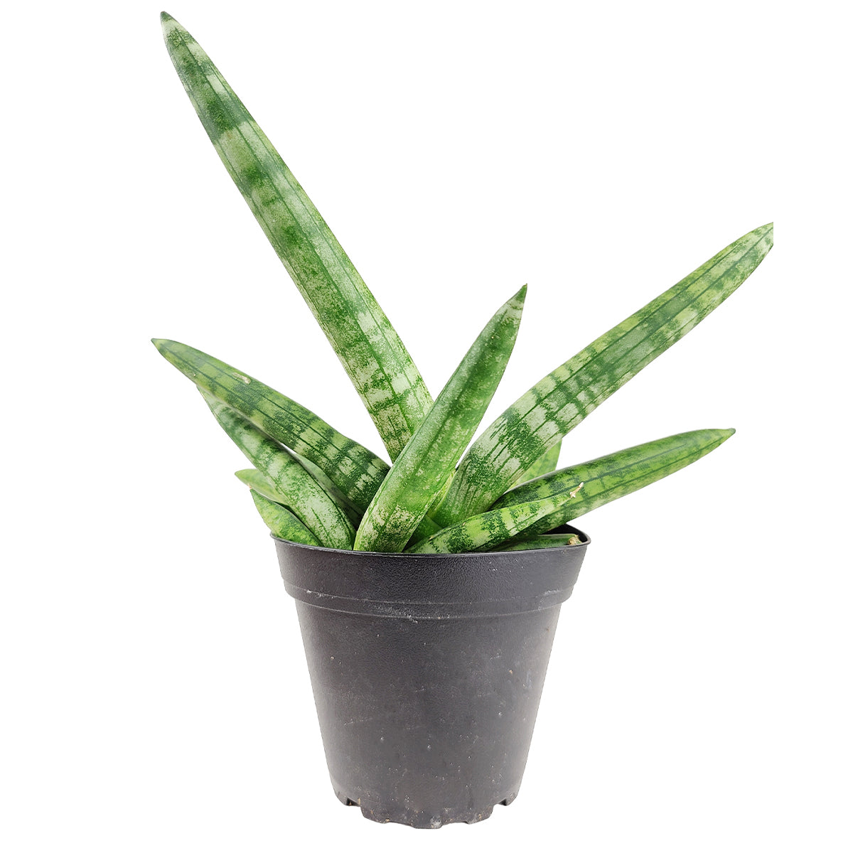 starfish sansevieria, sansevieria starfish, starfish sansevieria care, Sansevieria Starfish for sale, buy Sansevieria Starfish online