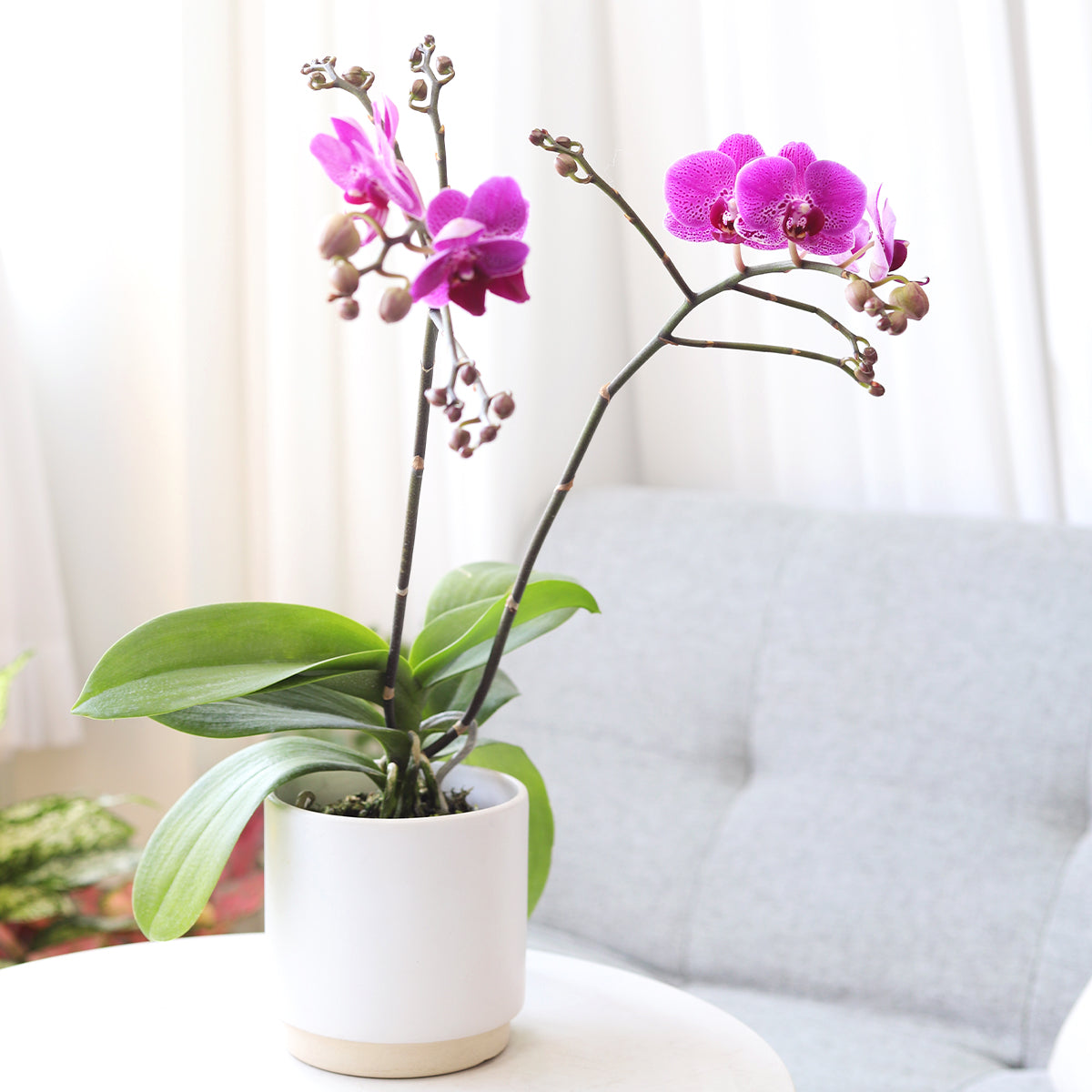 Purple Phalaenopsis Orchid, Phalaenopsis orchids, tropical houseplants, flowering plants, houseplants for sale, best place to buy house plants online